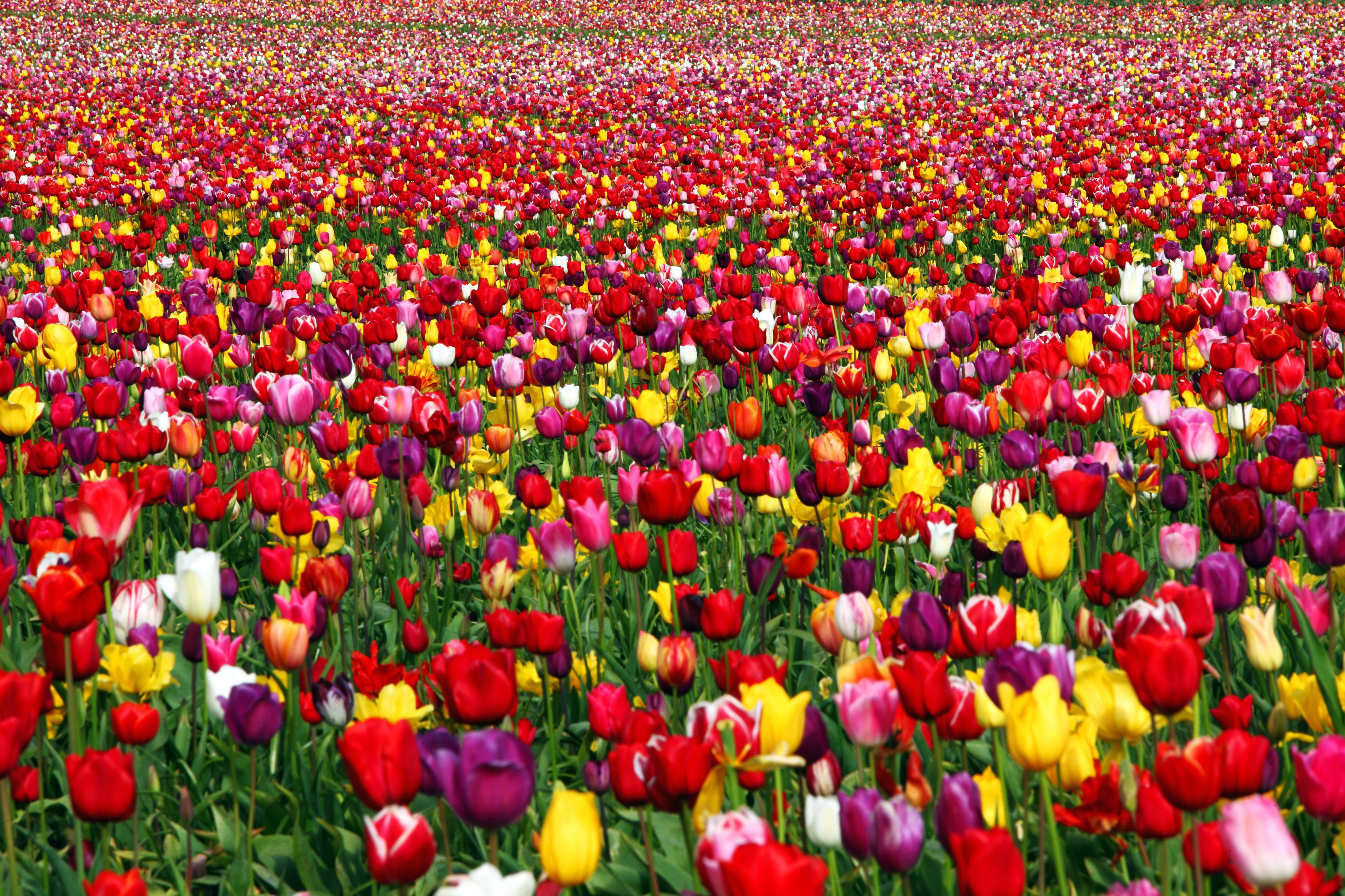 Woodburn Tulip Festival 2010 (26)