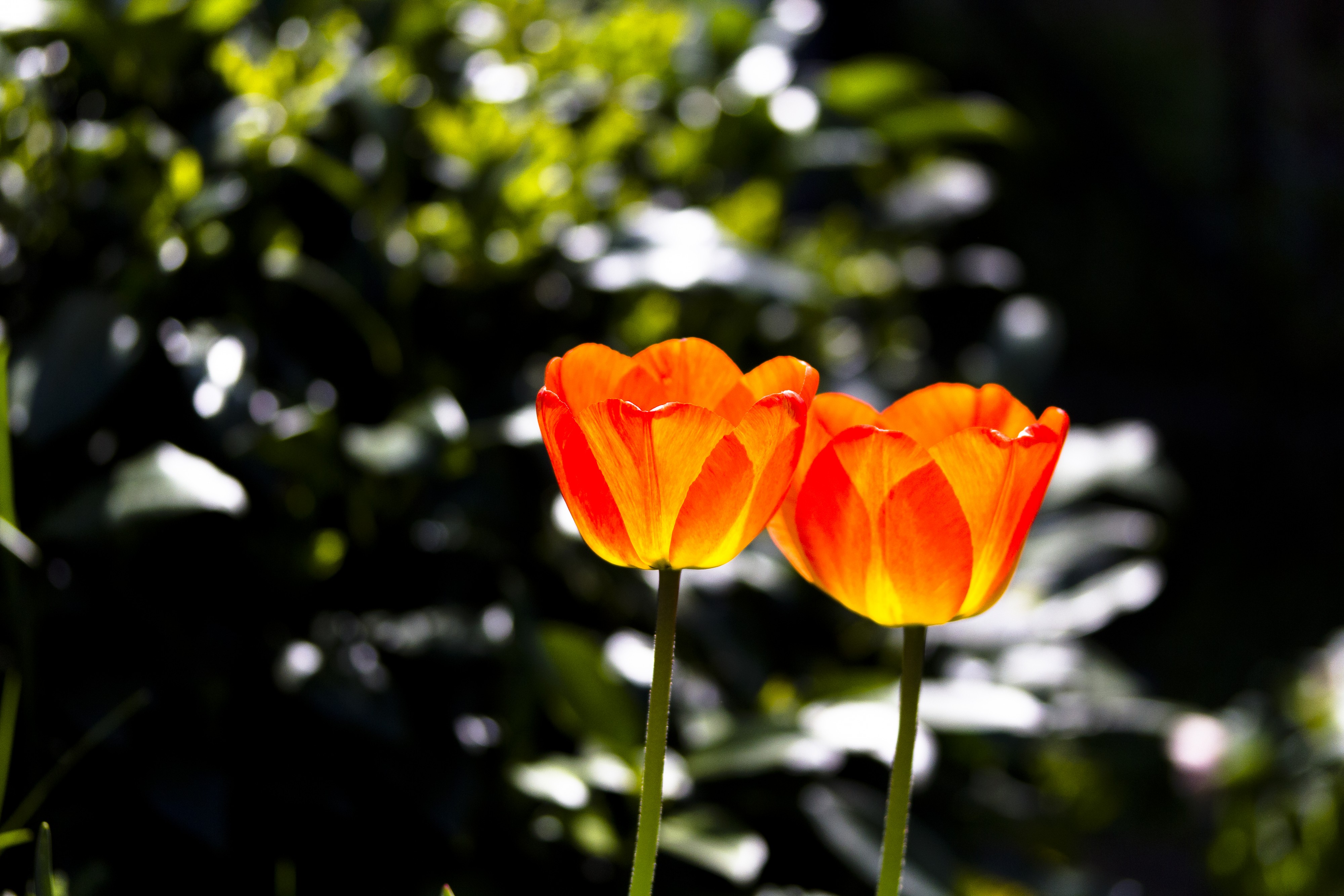 Zwei Tulpen