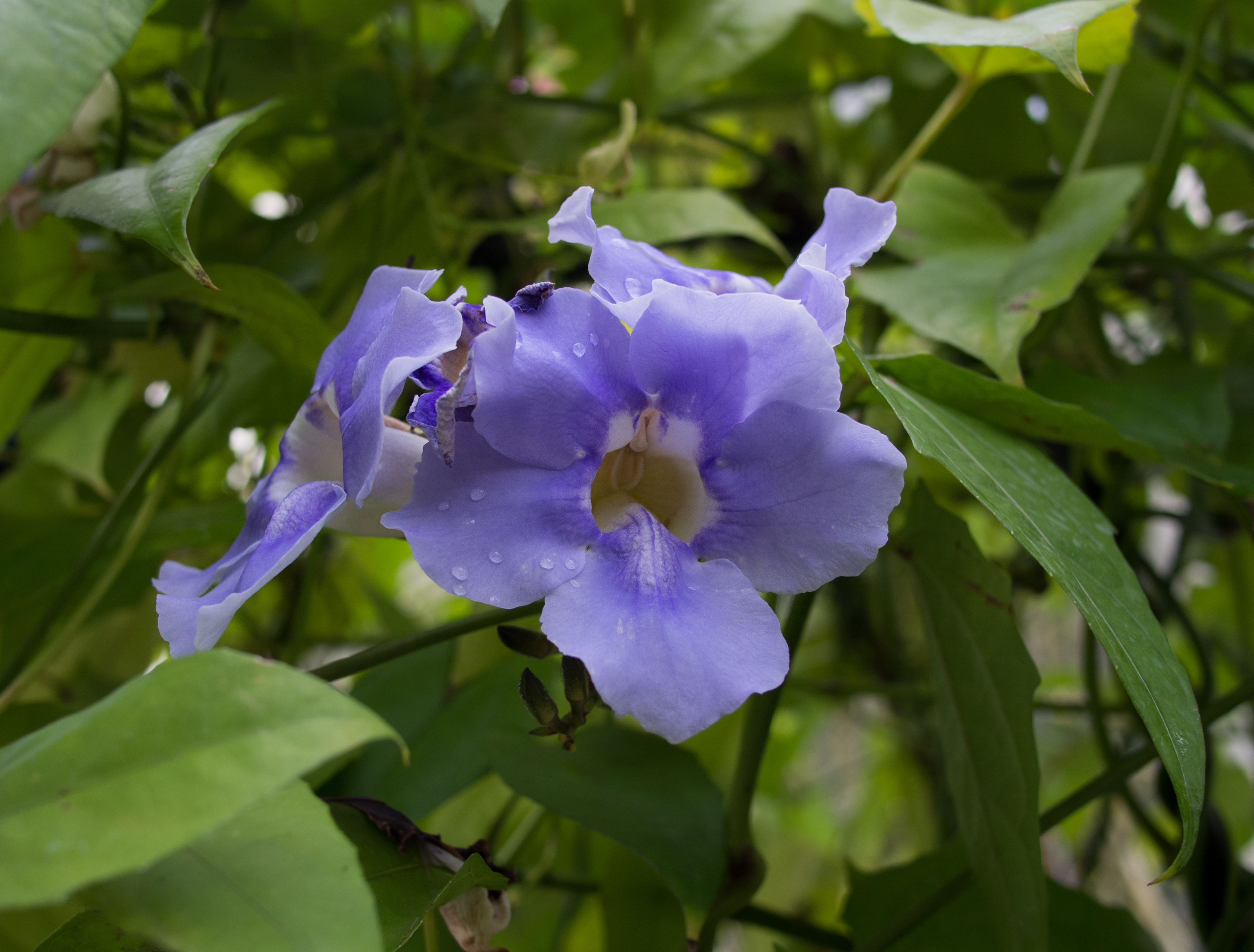 Thunbergia grandiflora (70181)