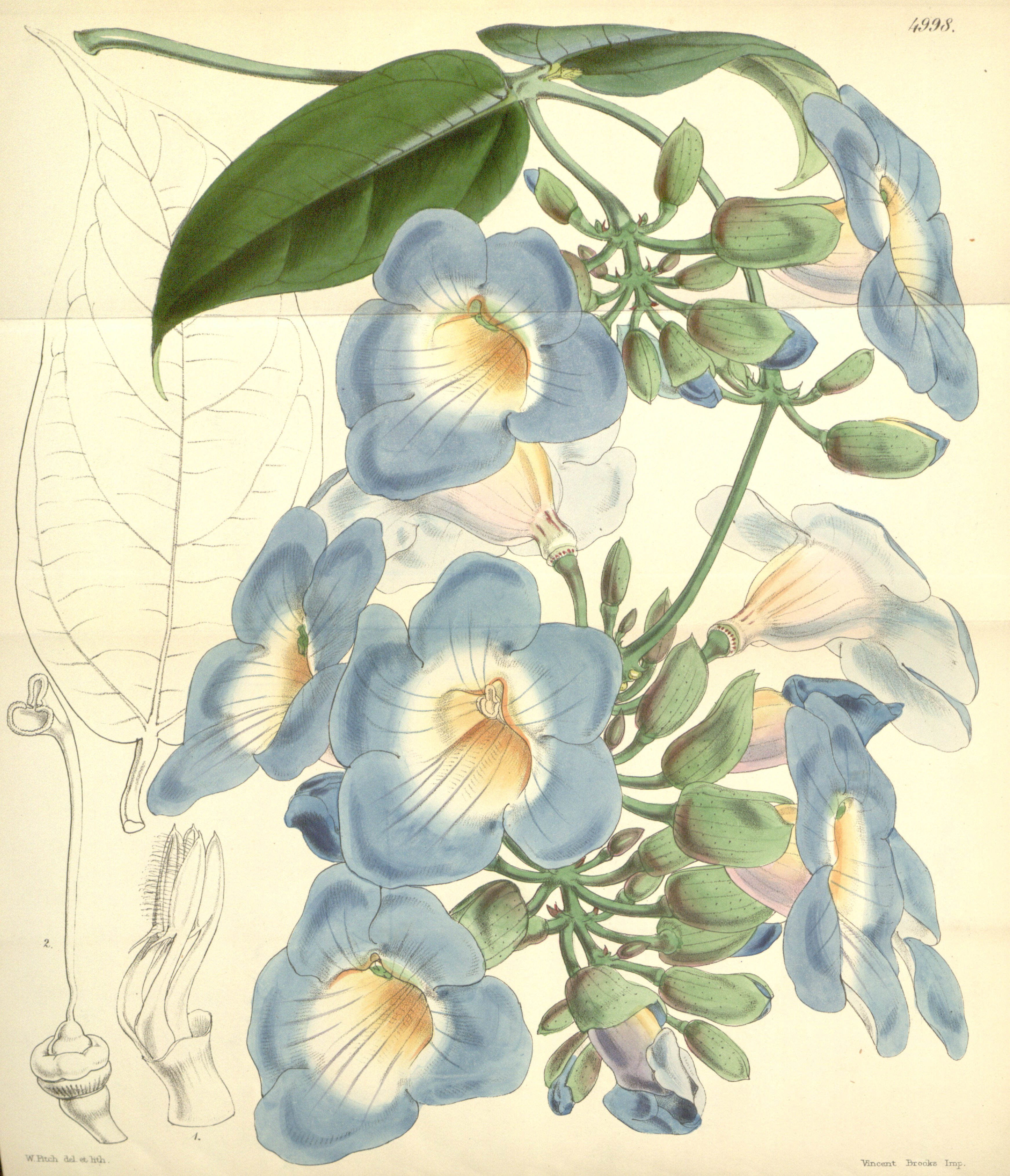 Thunbergia laurifolia (T. harrisii) Bot. Mag. 83. 4998. 1857