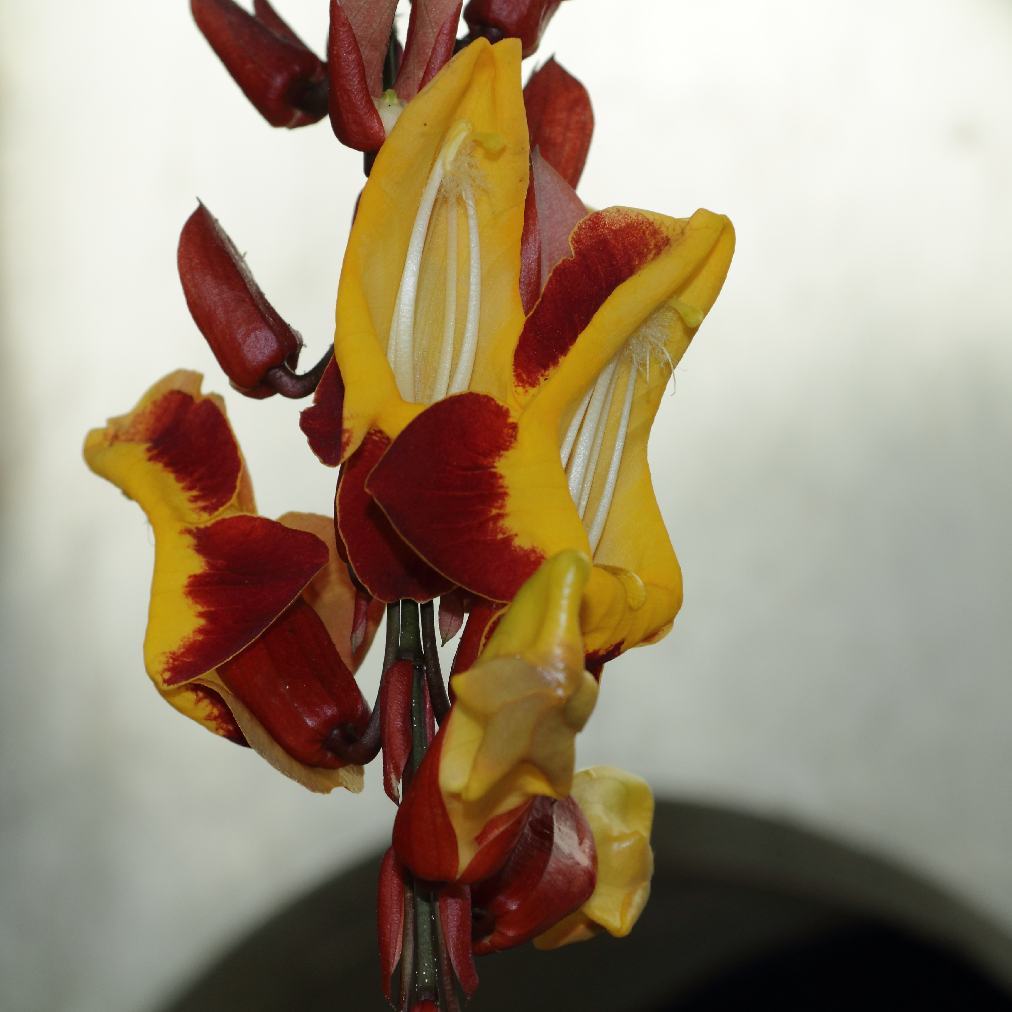 Thunbergia mysorensis-IMG 7056