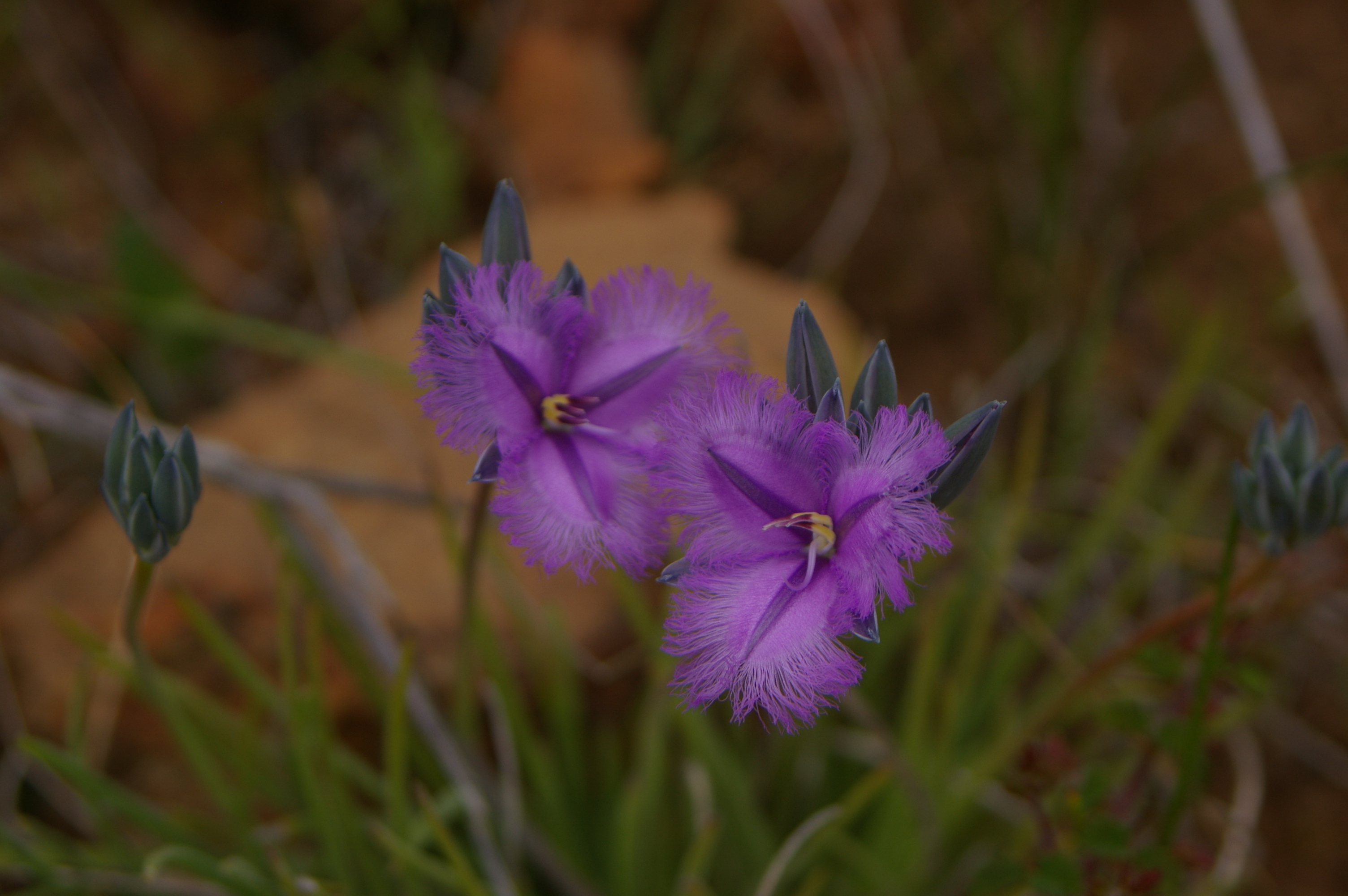 Thysanotus 02 gnangarra