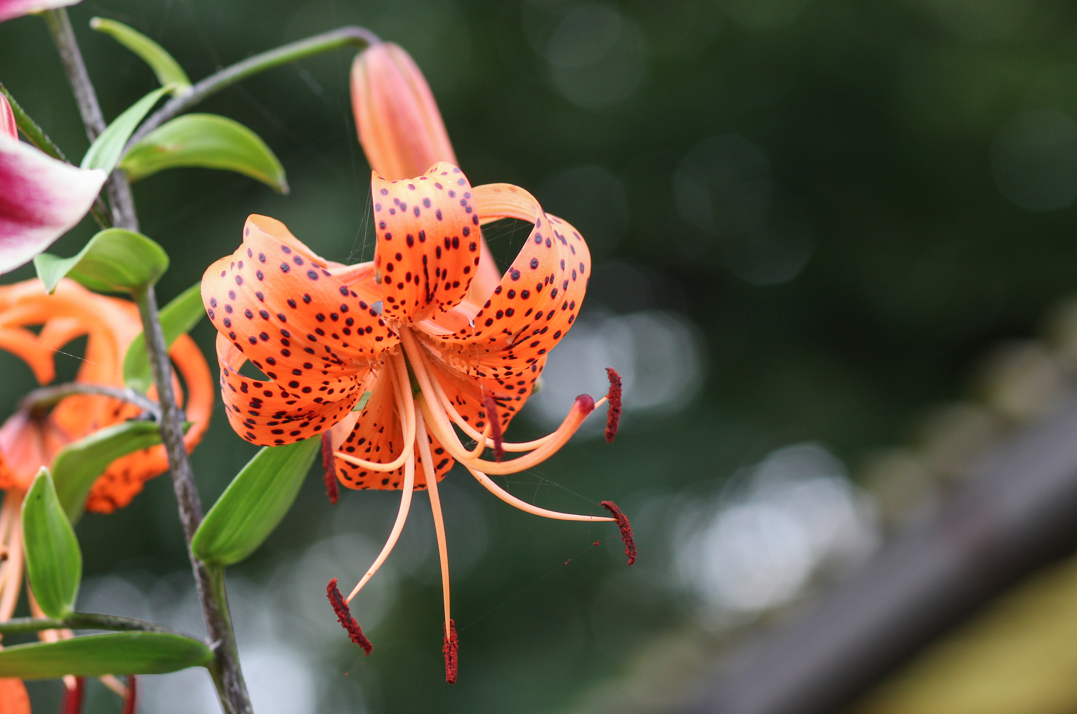 Tigerlilie (Lilium lancifolium) (15303167618)