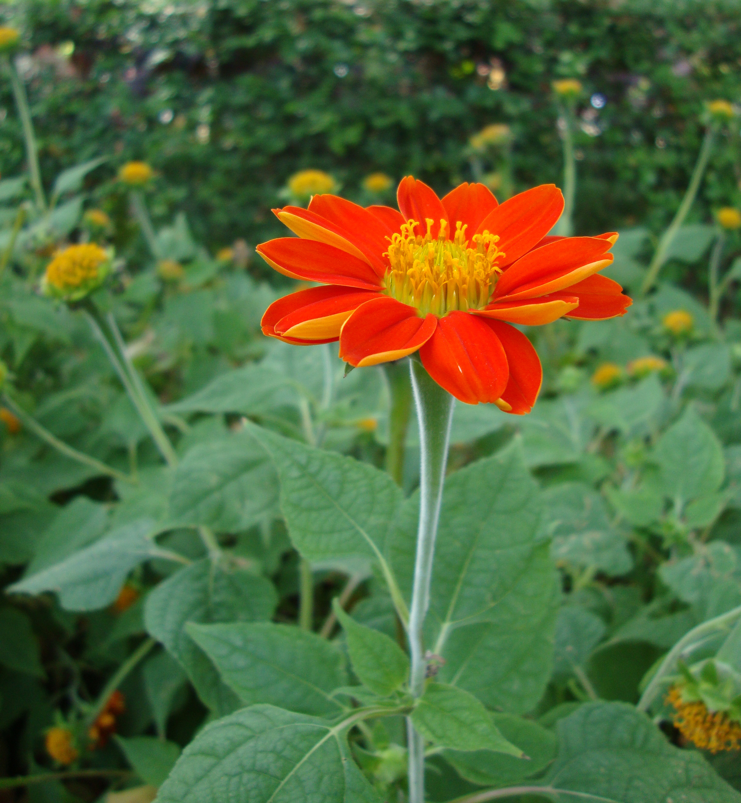 Tithonia rotundifolia (4)