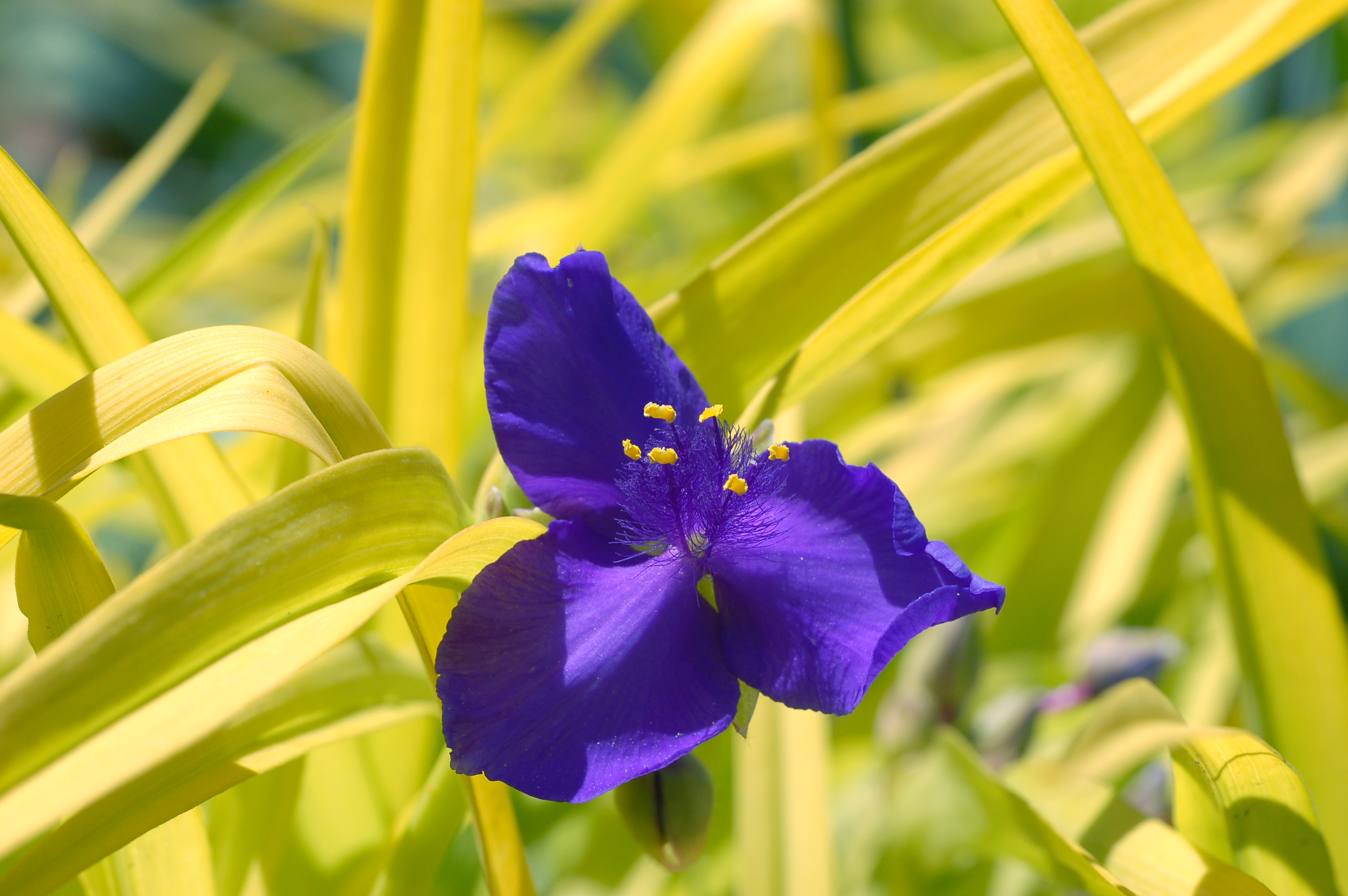 Tradescantia × andersoniana 'Sweet Kate' (2004-0552-A)
