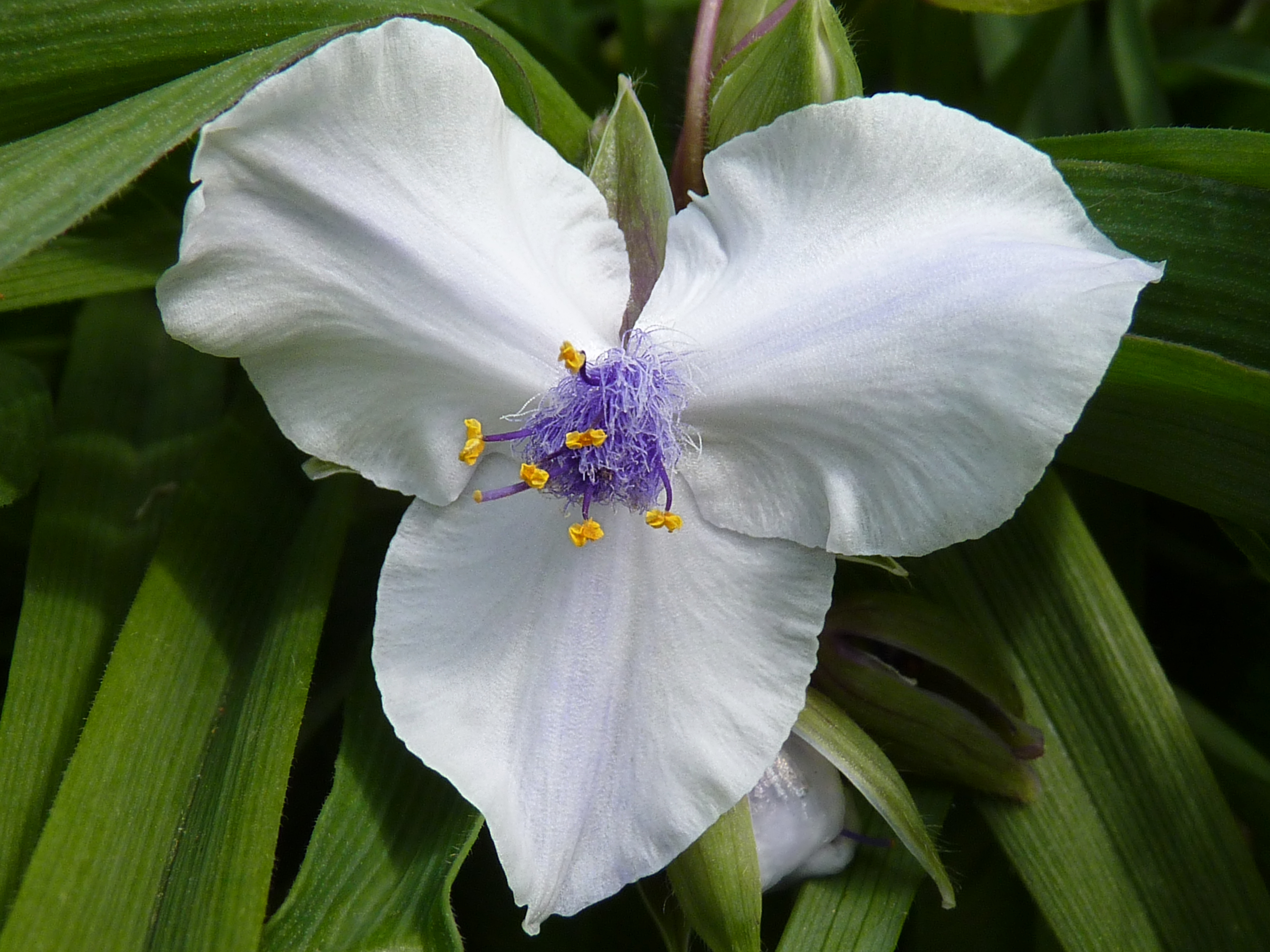 Tradescantia andersoniana 'Osprey' J1