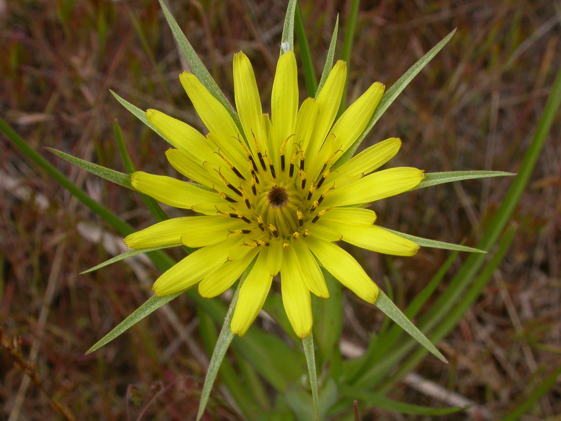 Tragopogon dubius (4049557105)