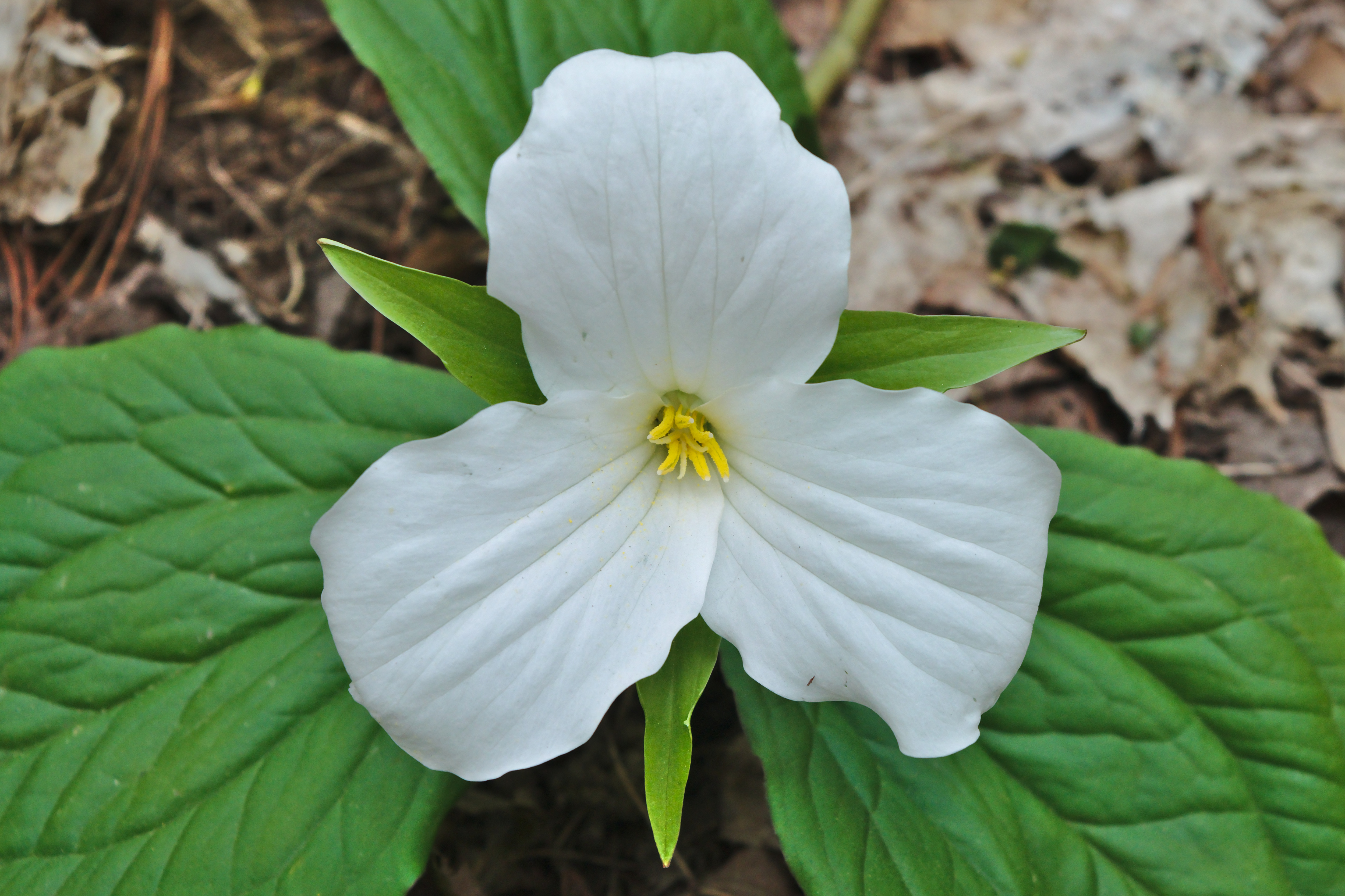 Trillium grandiflorum at the North Walker Woods