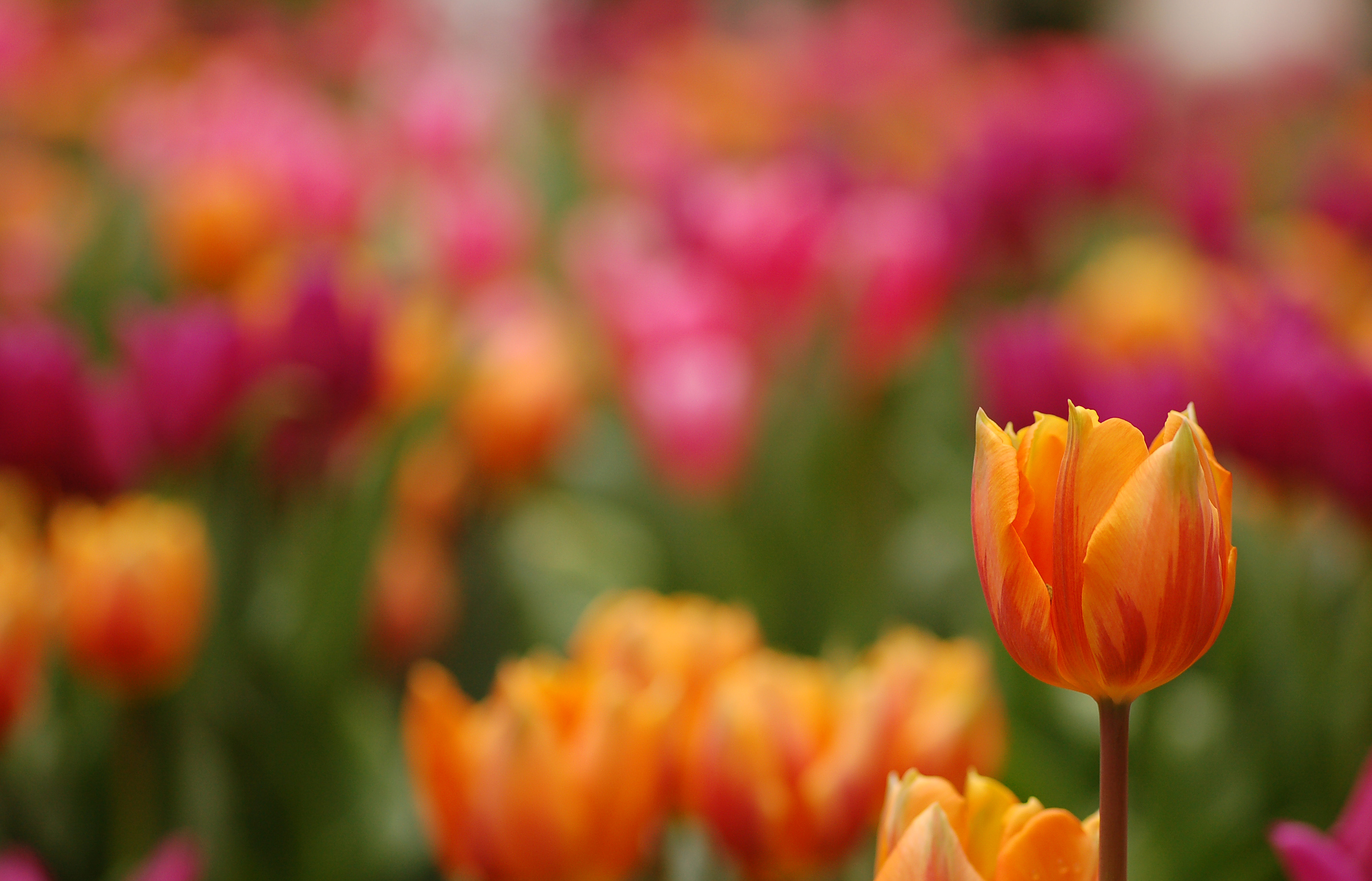 Triumph Tulip Tulipa 'Prinses Irene' Single 2859px