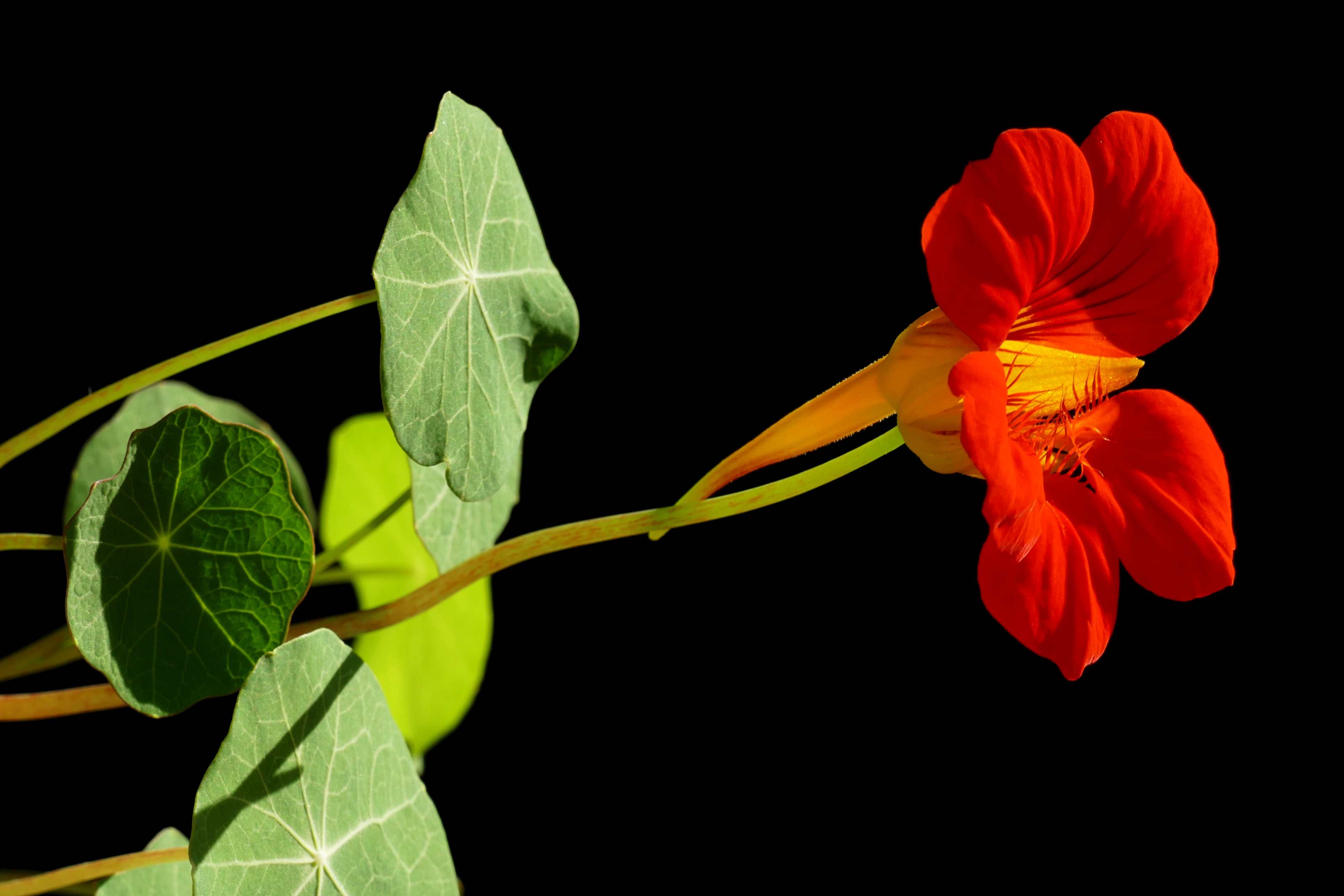 Tropaeolum majus20181016 15261