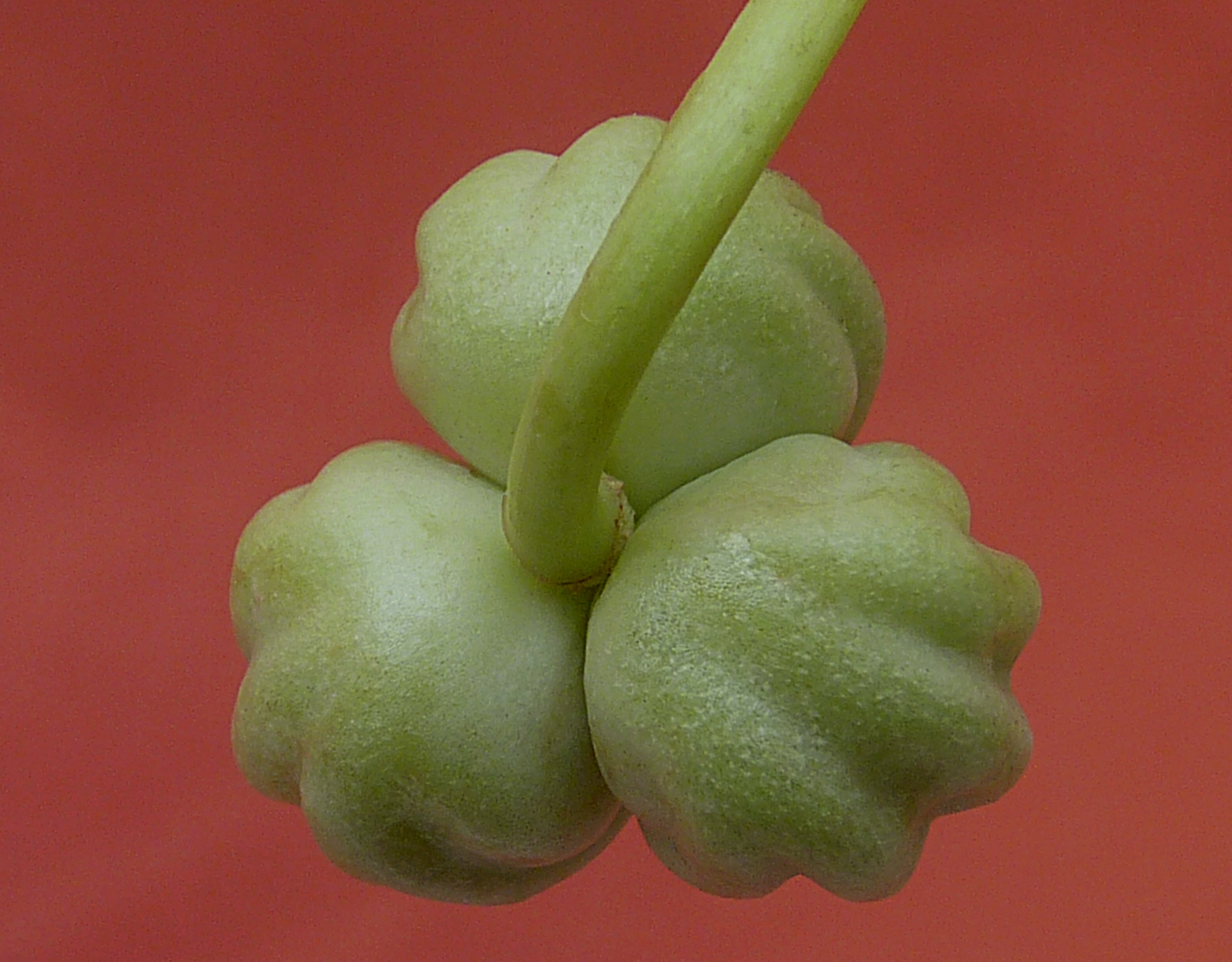Tropaeolum majus fruit J2