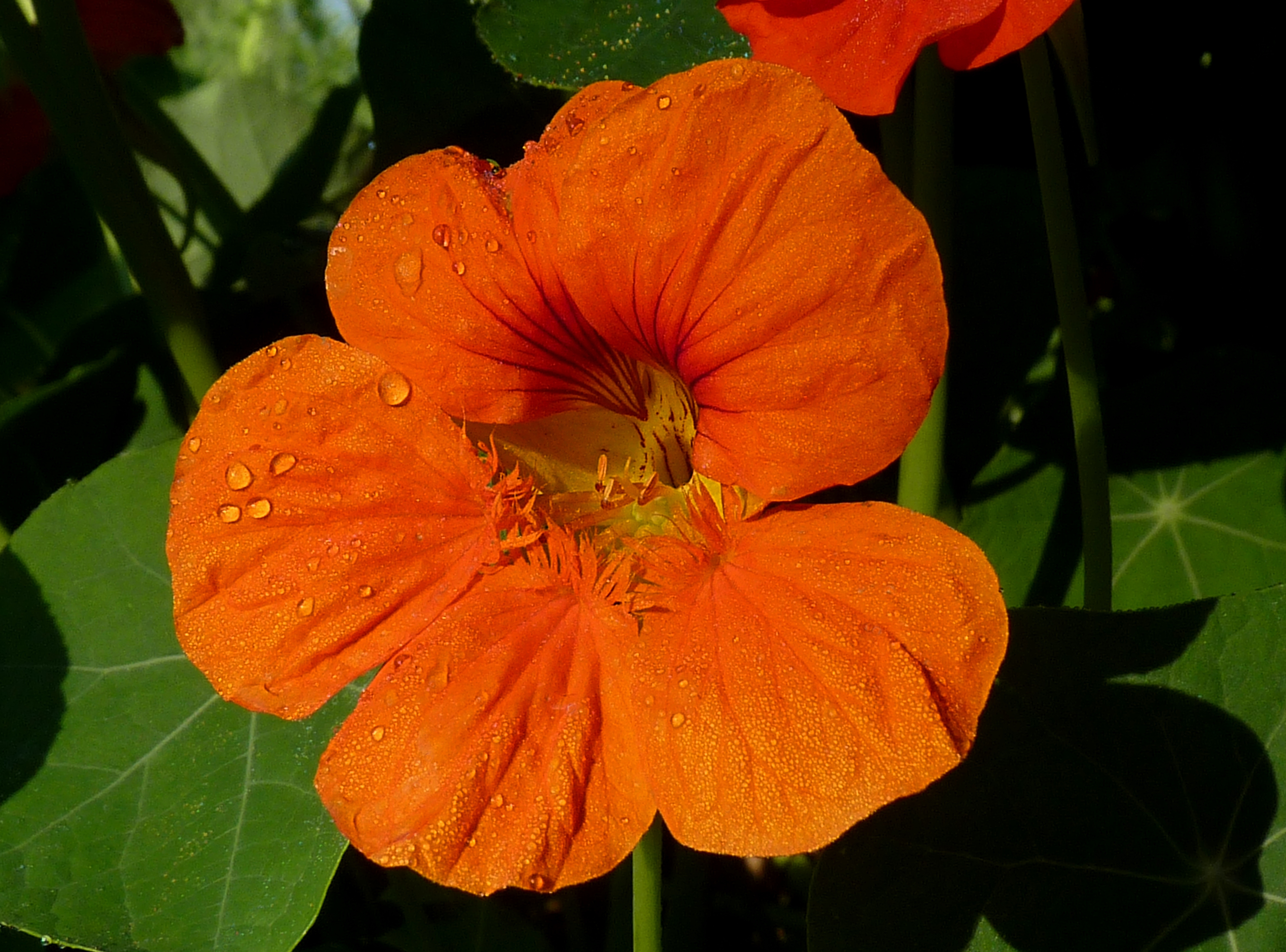 Tropaeolum majus J1