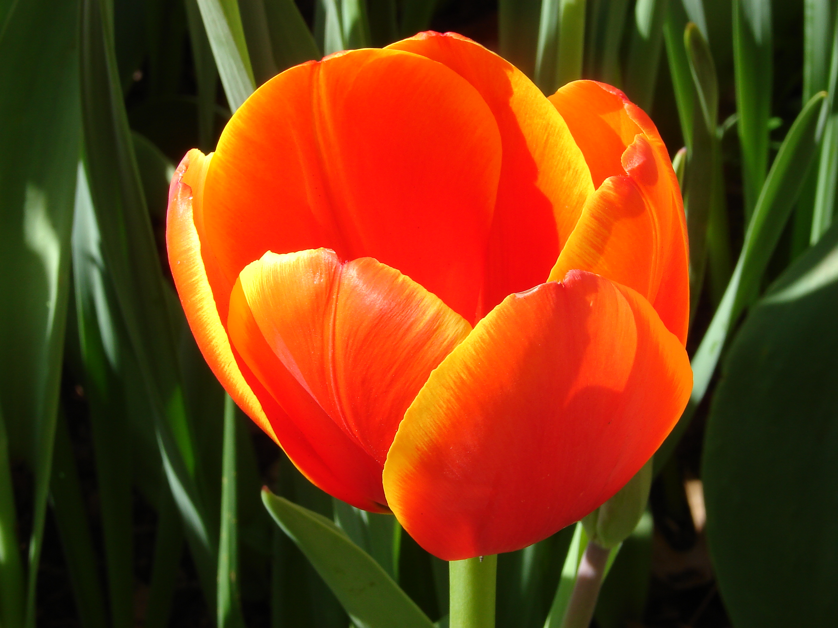 Tulip-6012