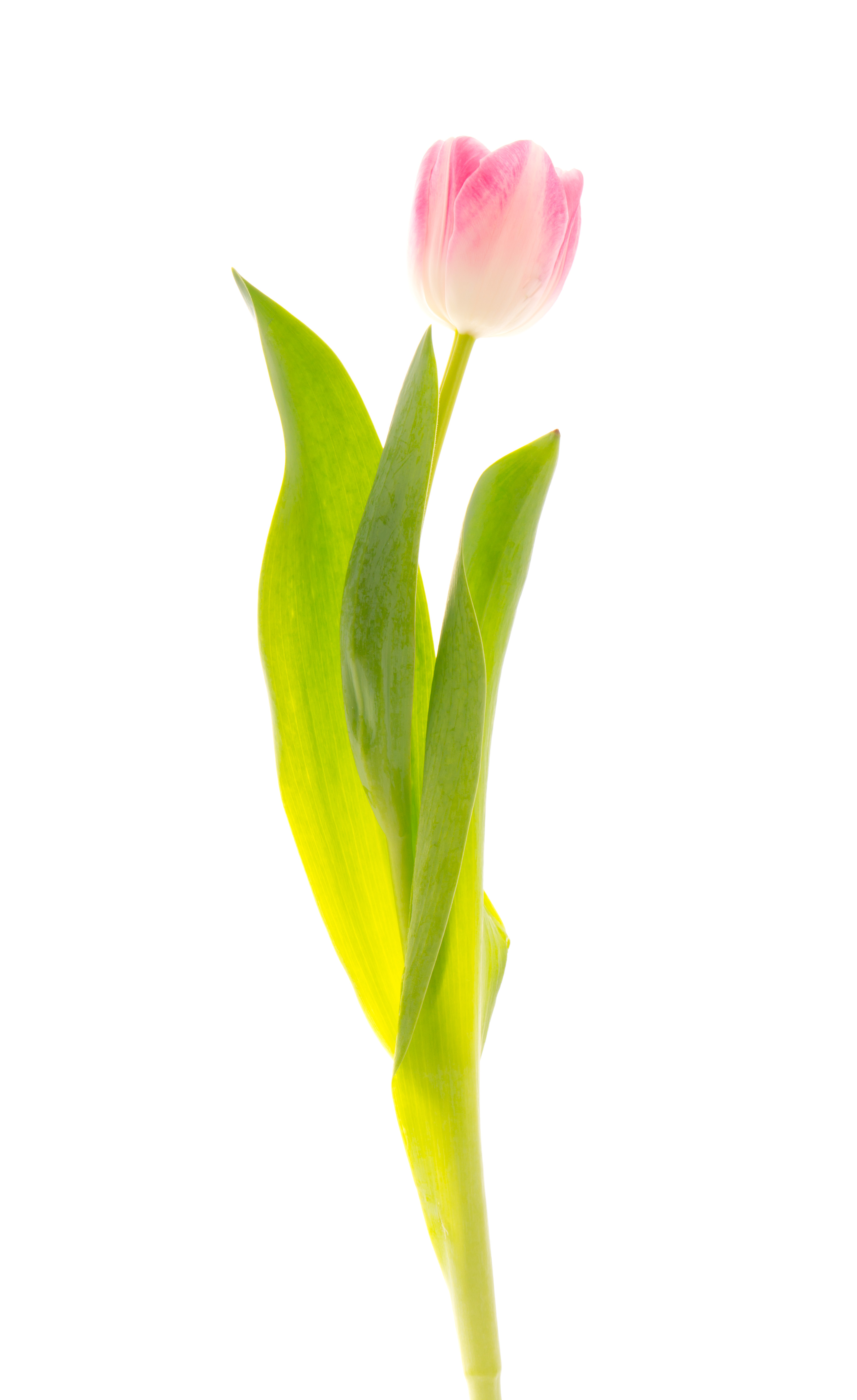 Tulip (5527681694)