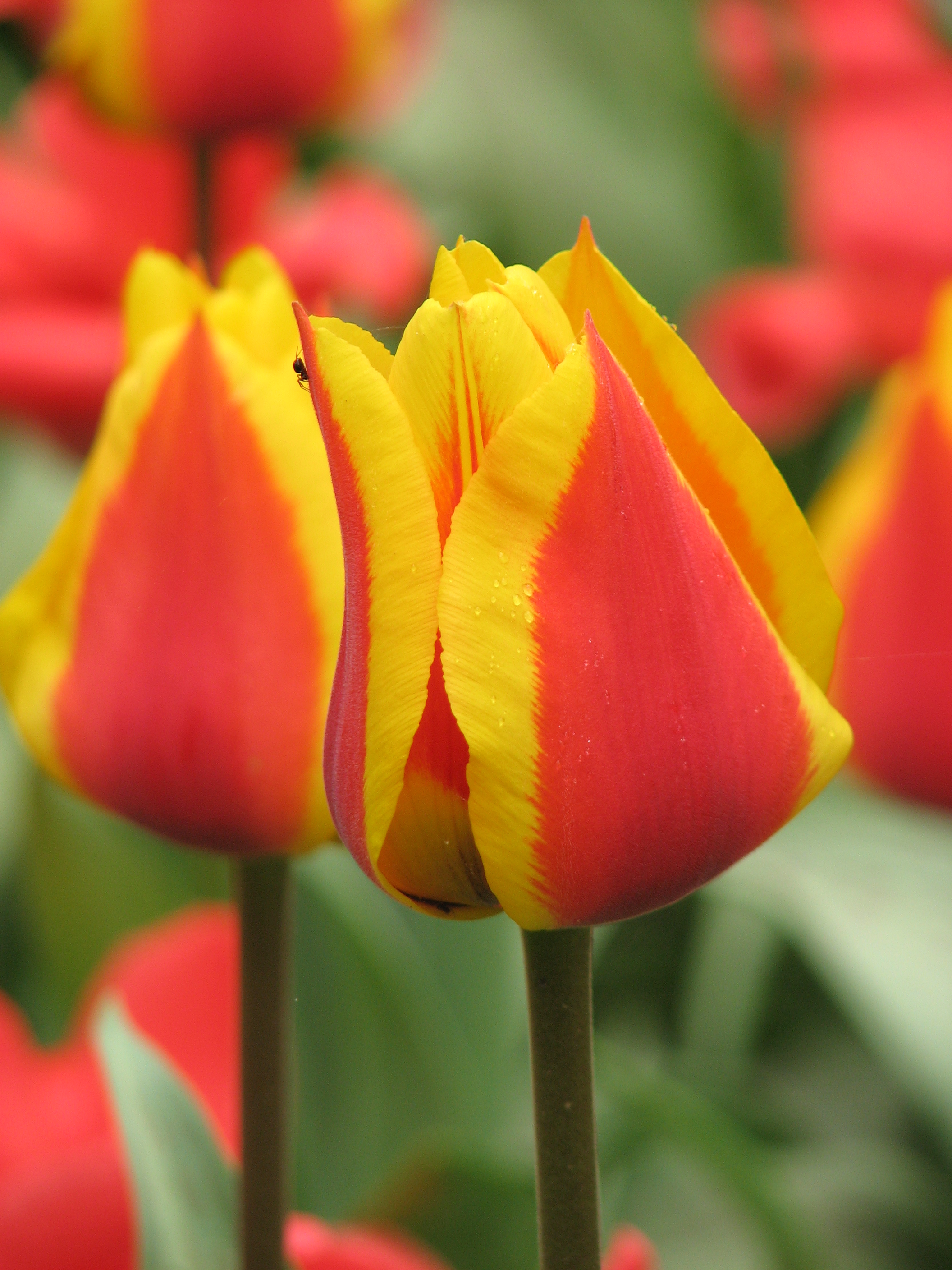 Tulip cv. 34