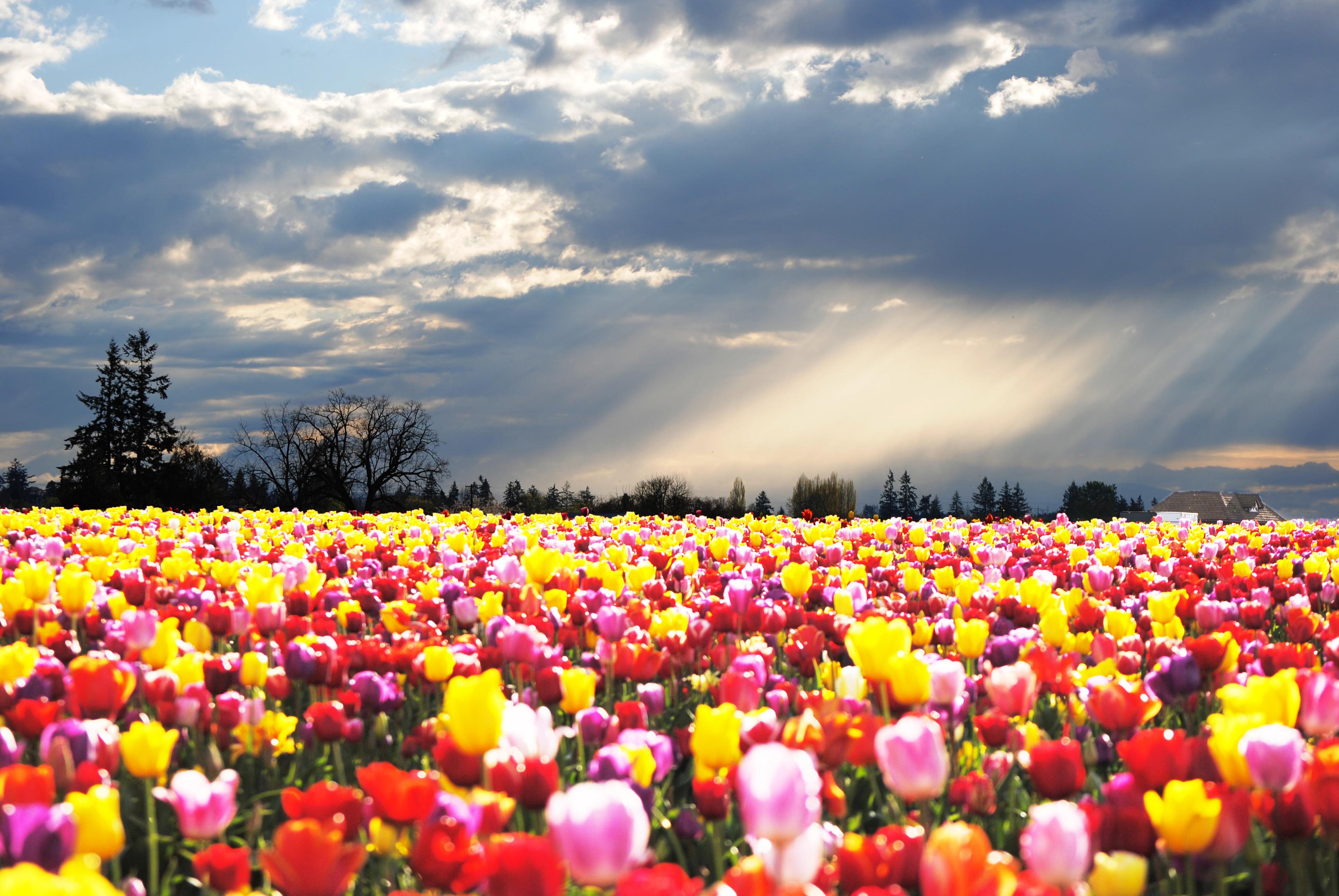 Tulip farm, Layne Chiaramonte (5352566386)