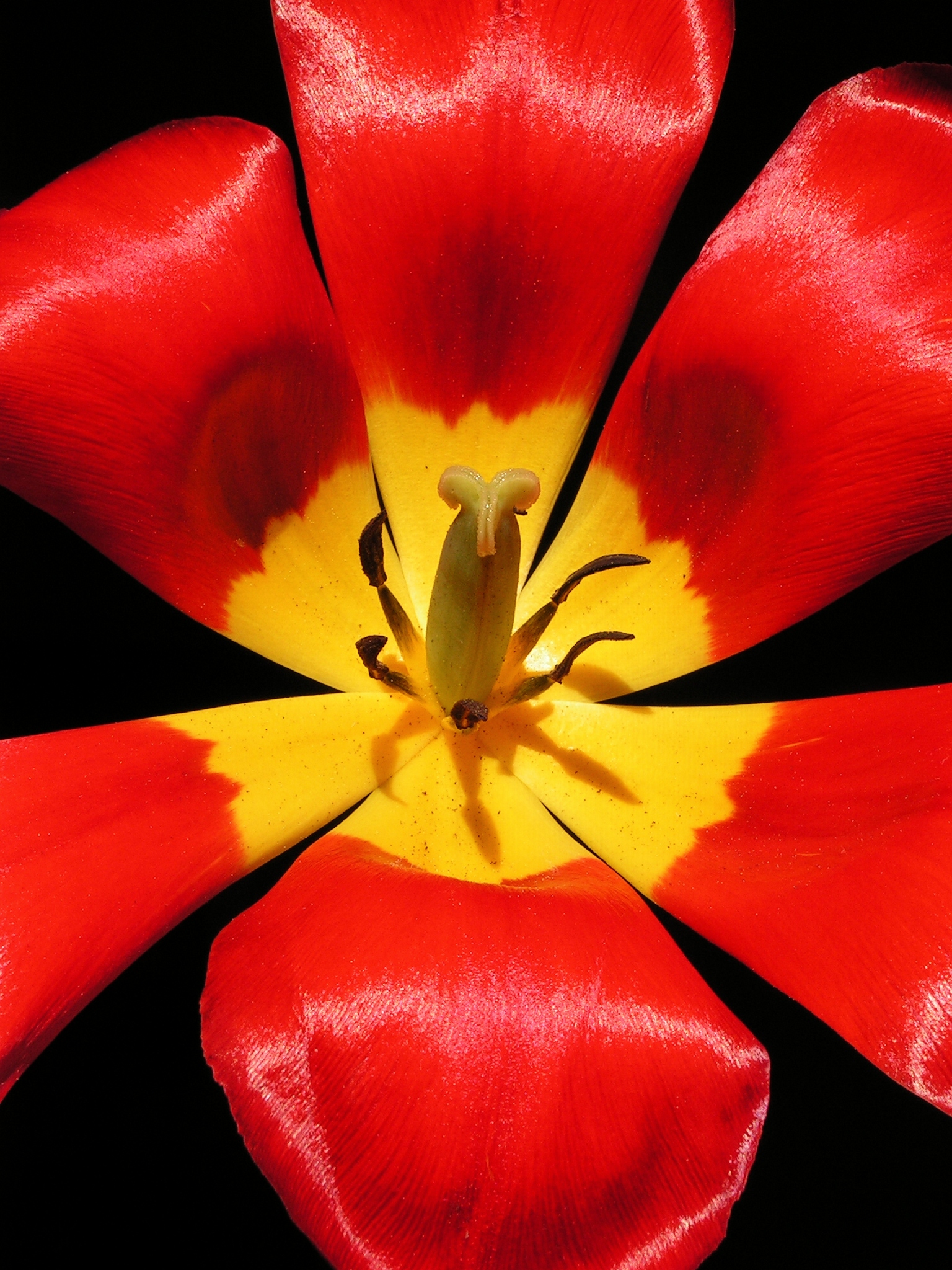 Tulipa20110519 18