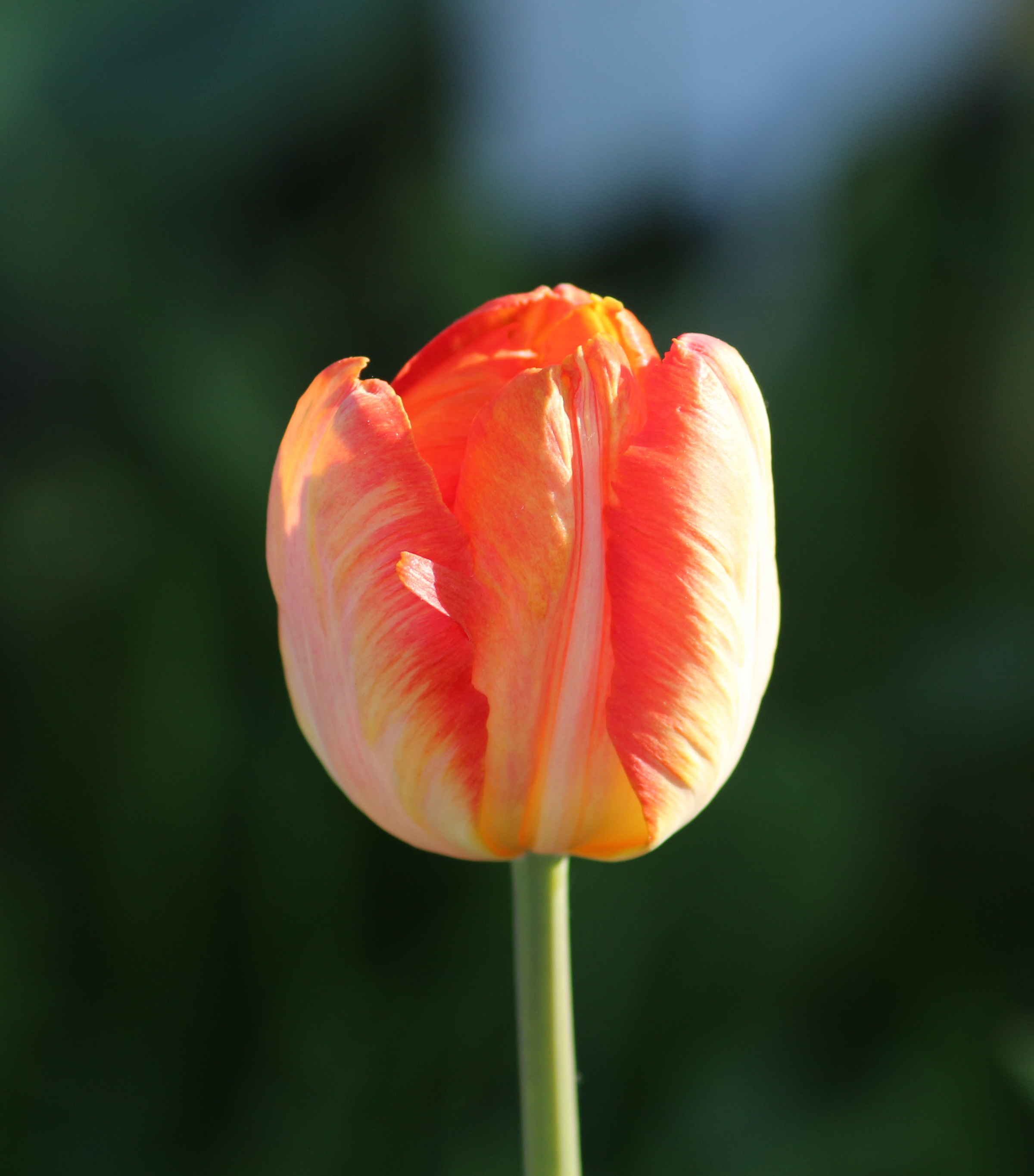 Tulipa 'Parrot King' 2016 11