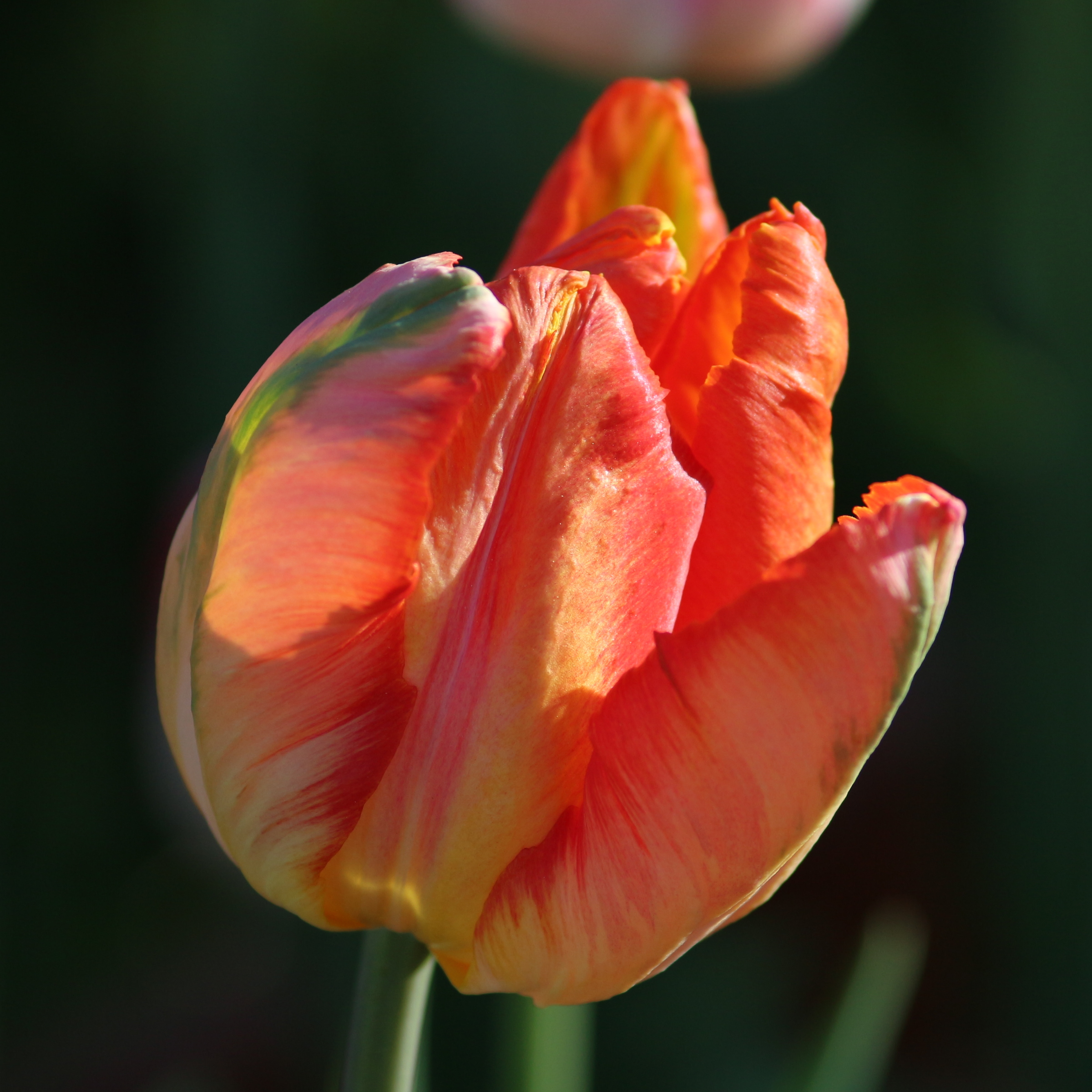 Tulipa 'Parrot King' 2016 12