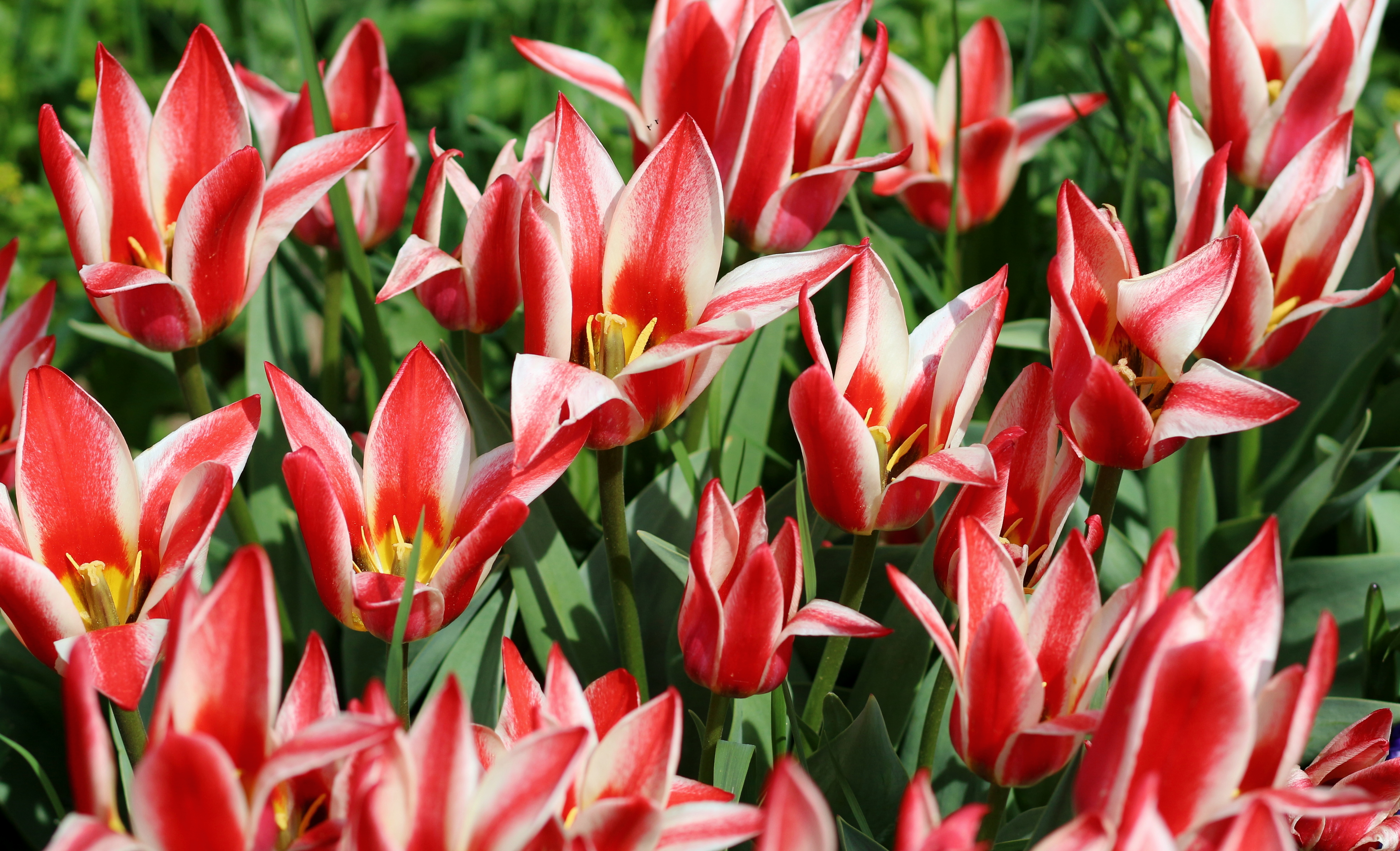 Tulipa 'Pinocchio' 2016 02