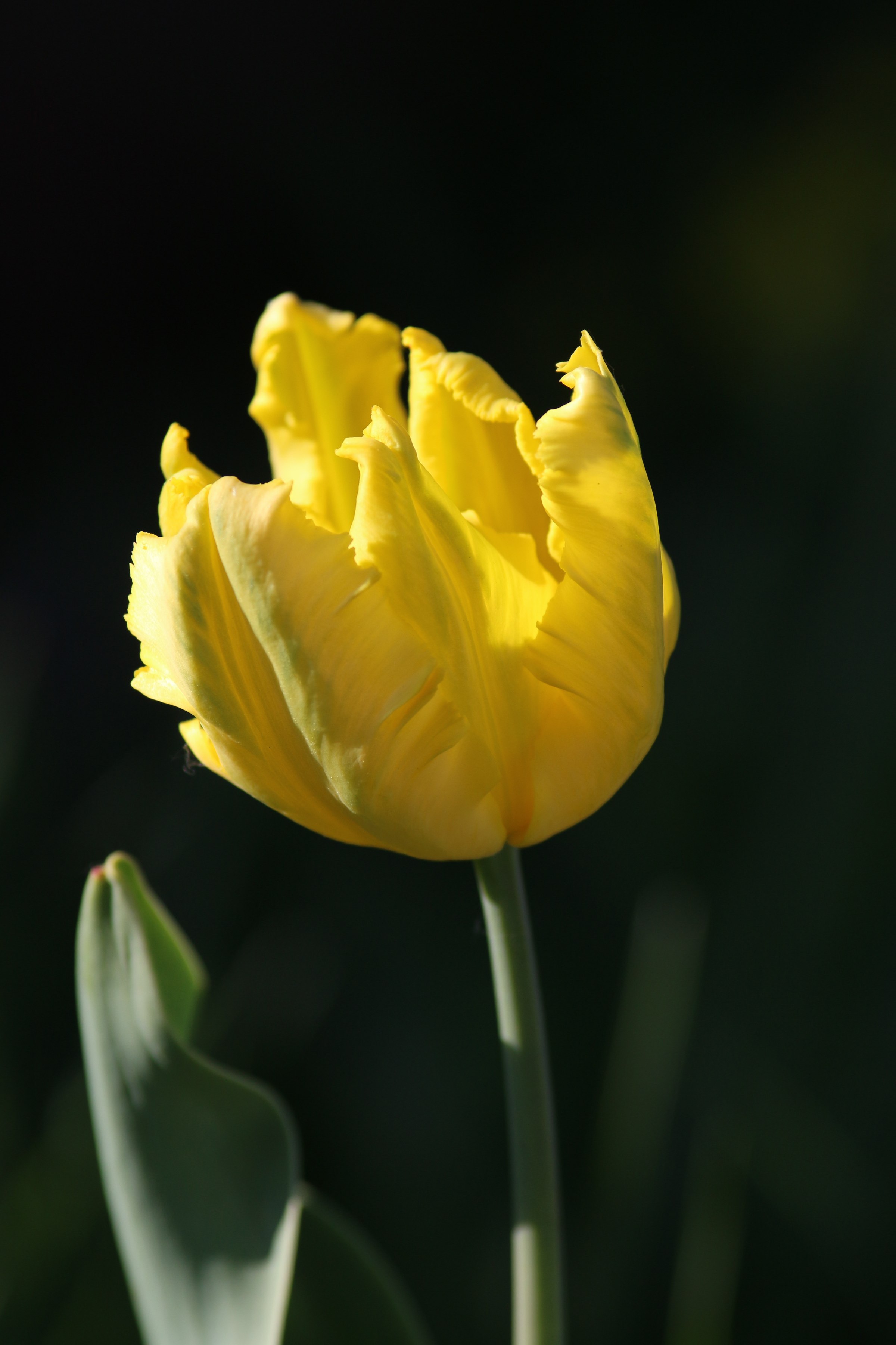 Tulipa 'Texas Gold' 2016 02