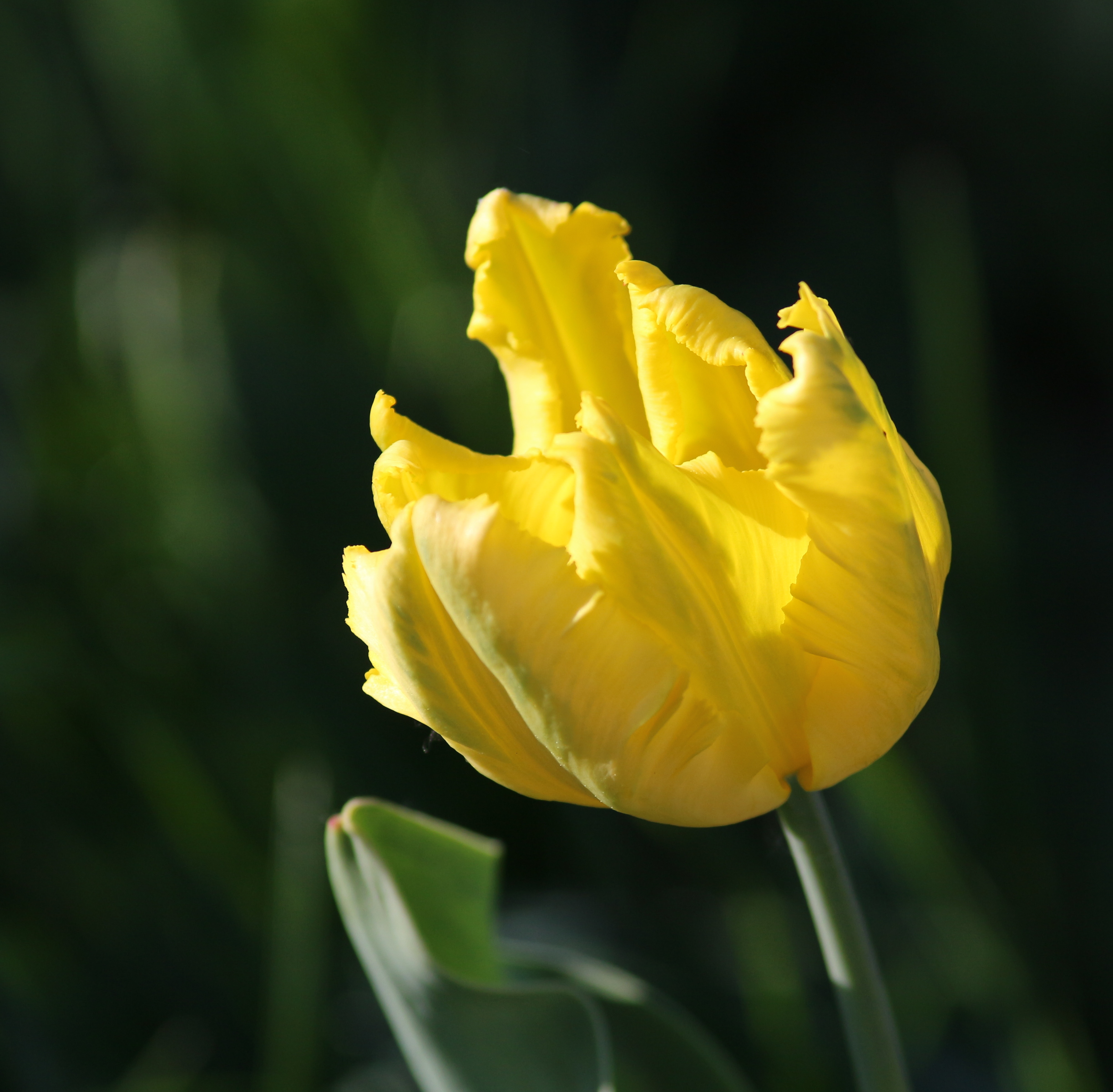 Tulipa 'Texas Gold' 2016 03