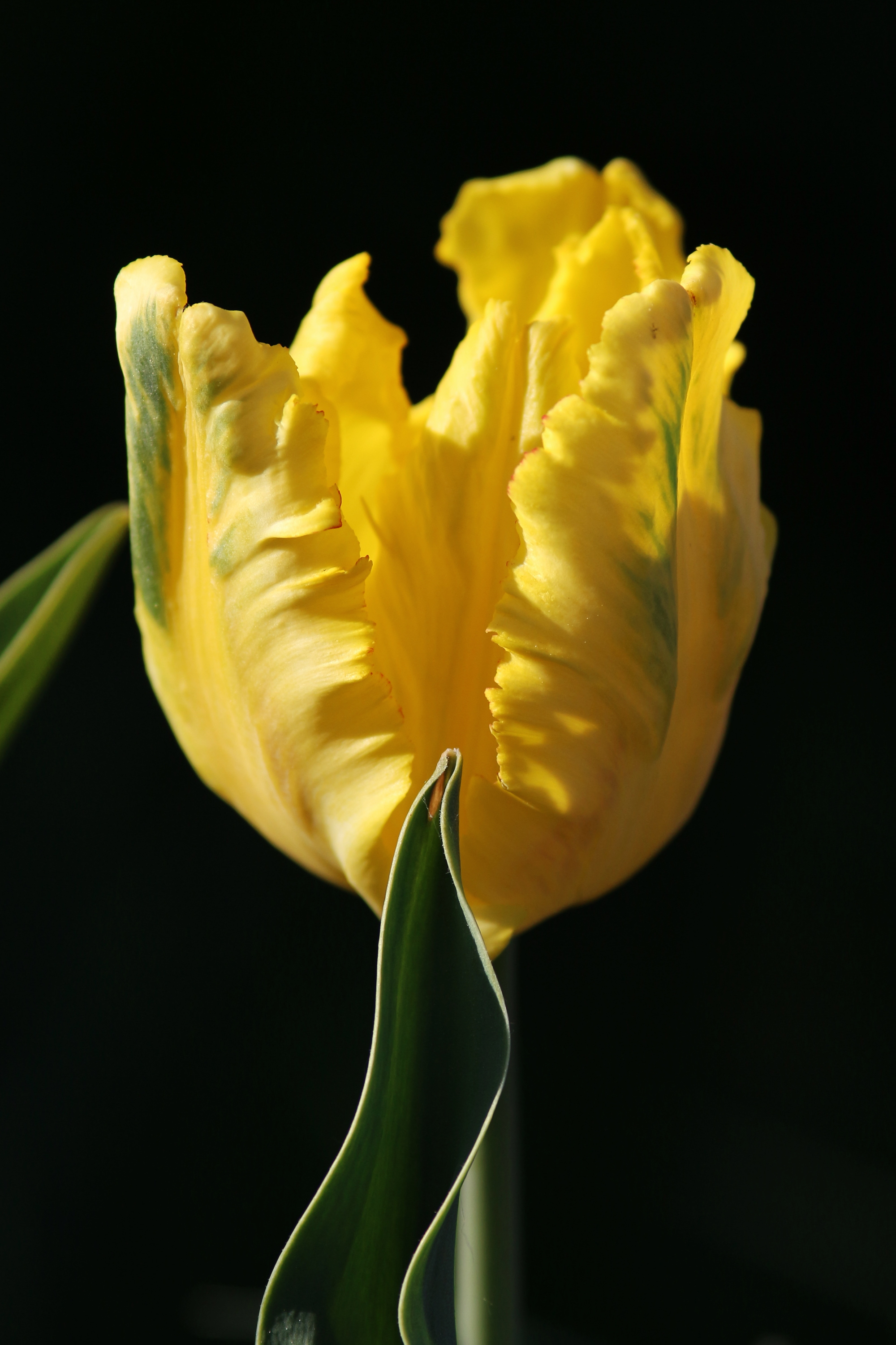 Tulipa 'Texas Gold' 2016 04