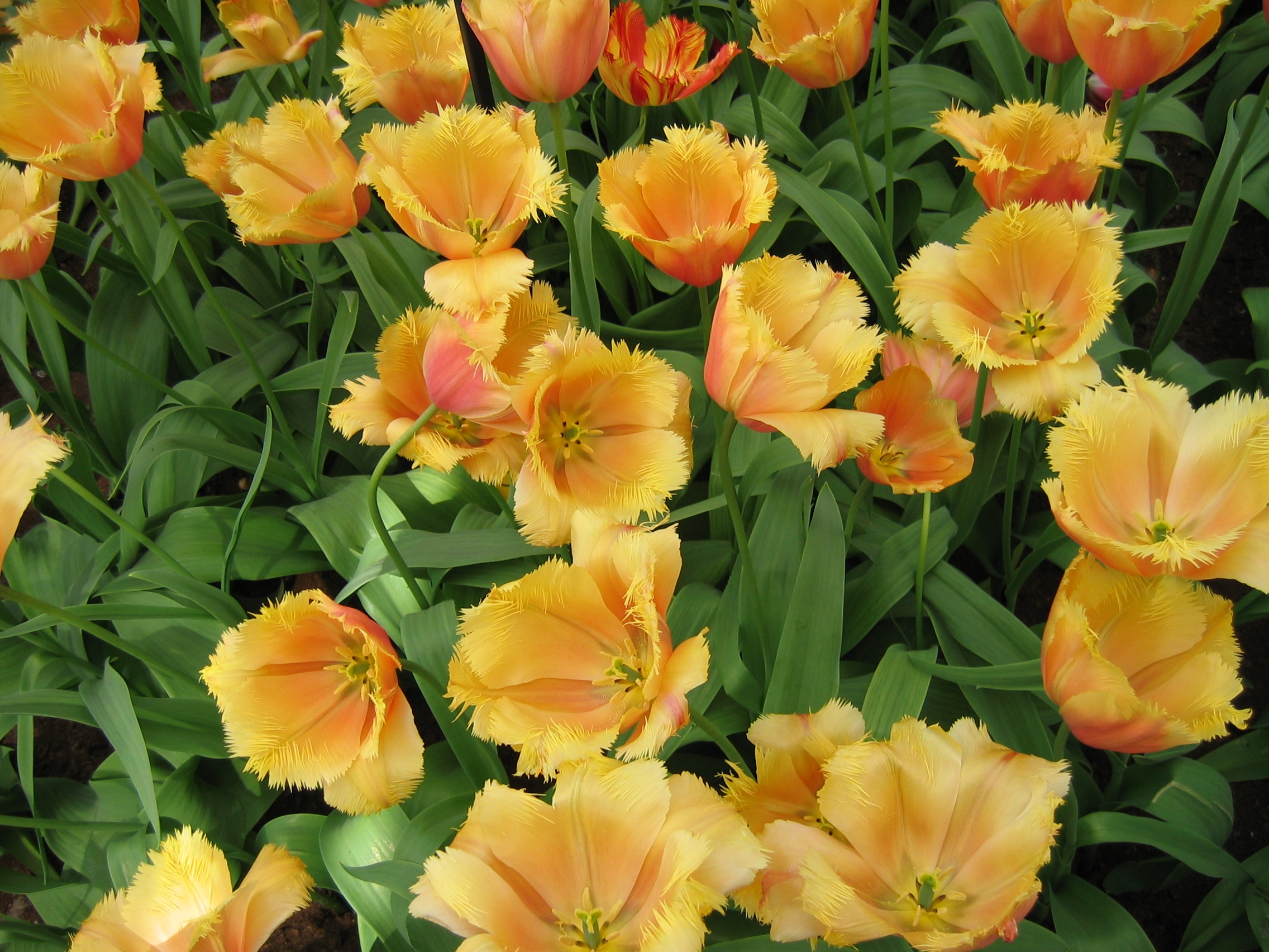 Tulipa ’Lambada’