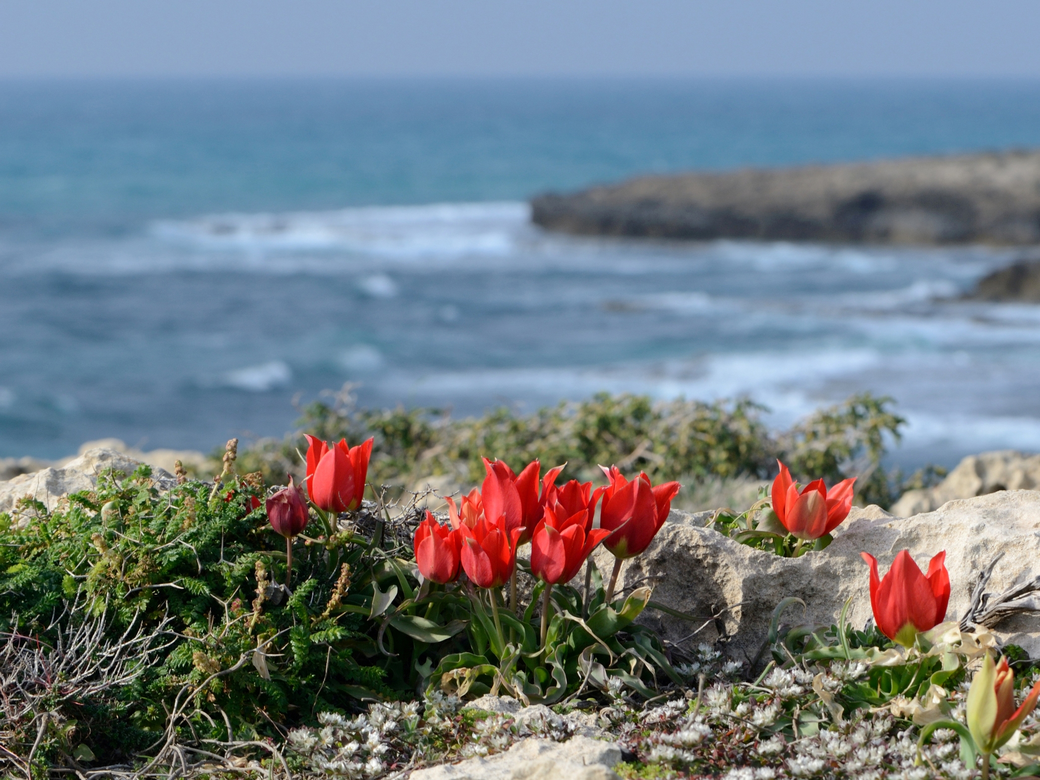 Tulipa agenensis sharonensis 1