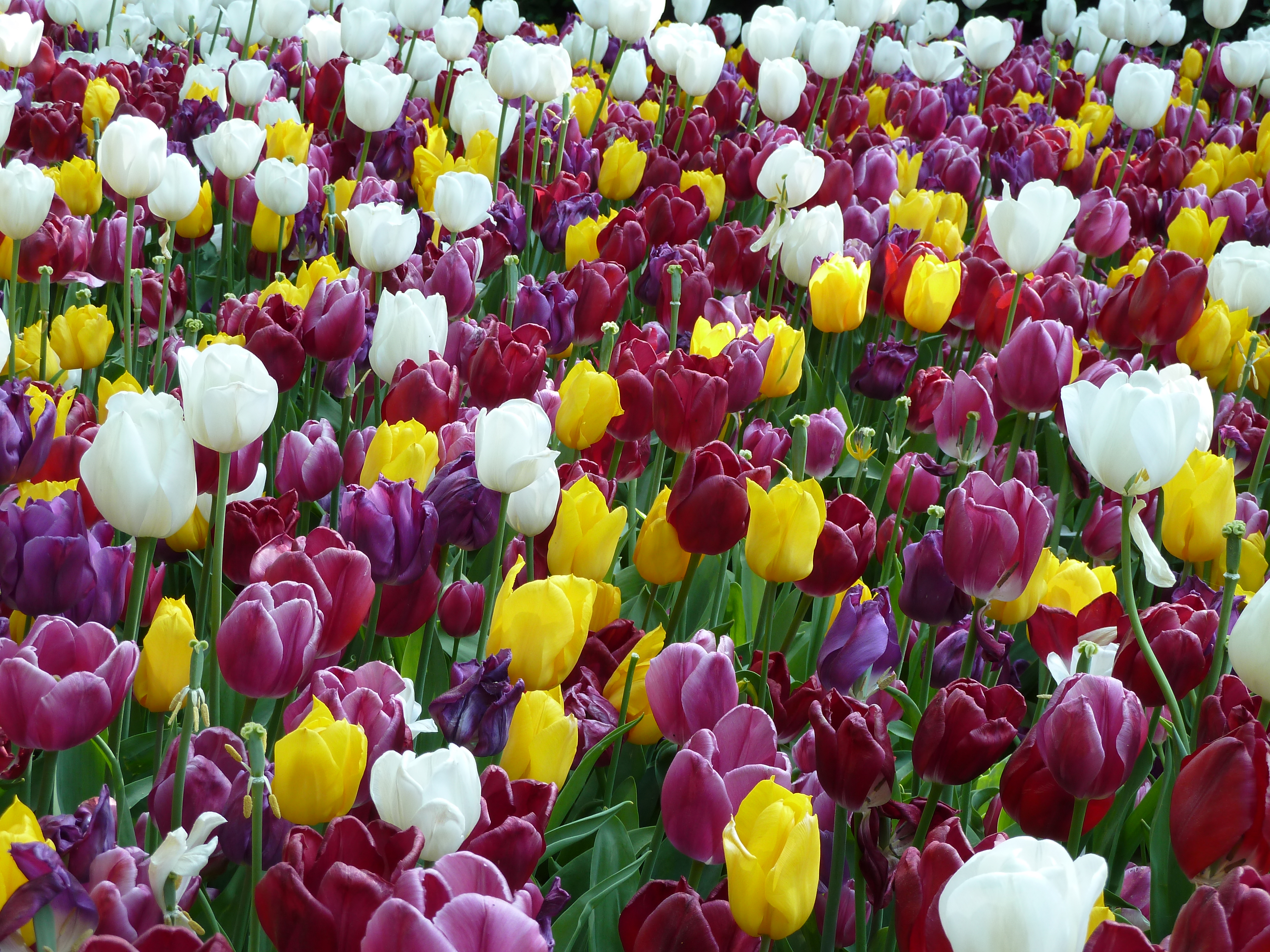 Tulipa cultivars Amsterdam