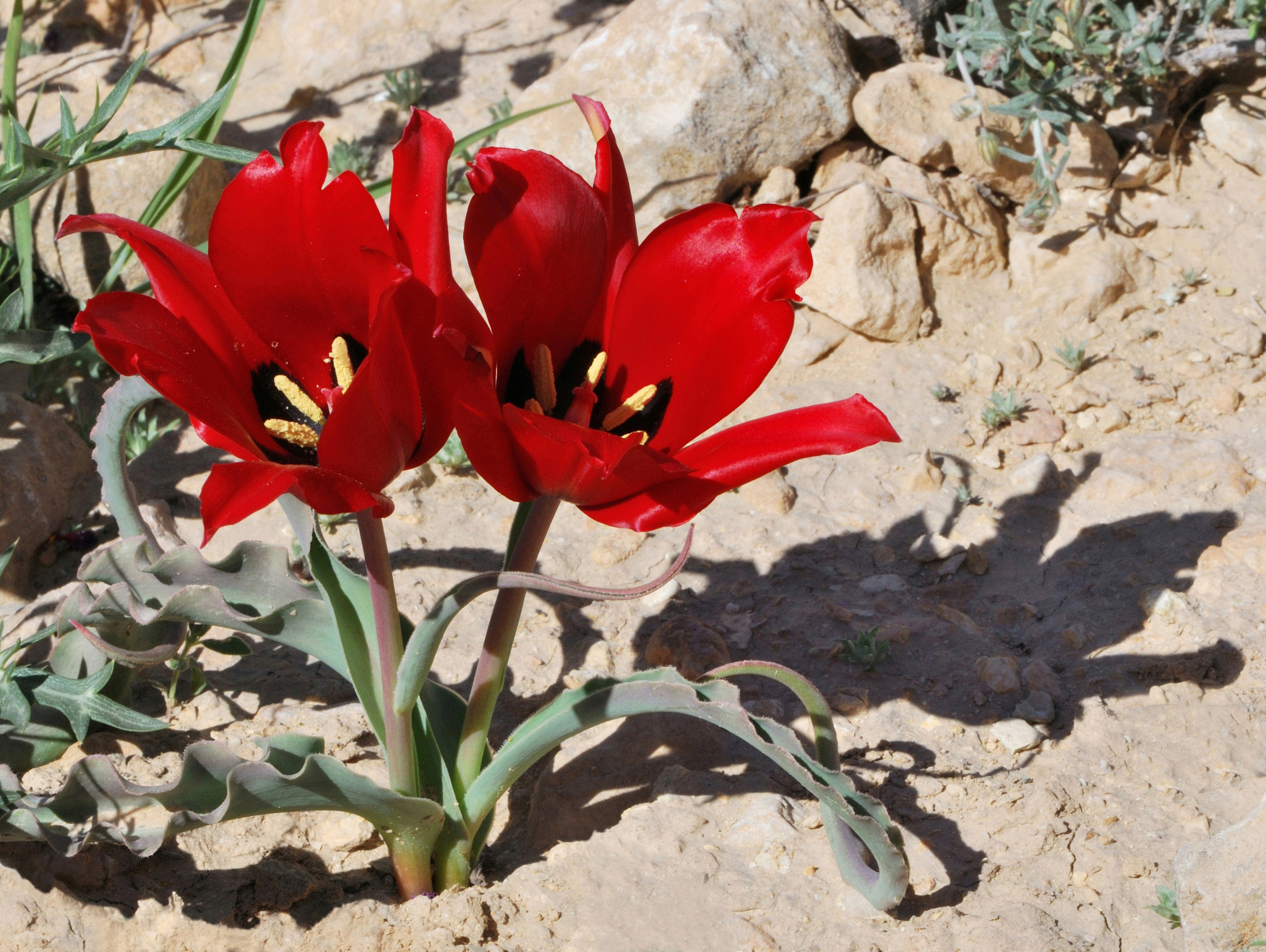 Tulipa systola 2
