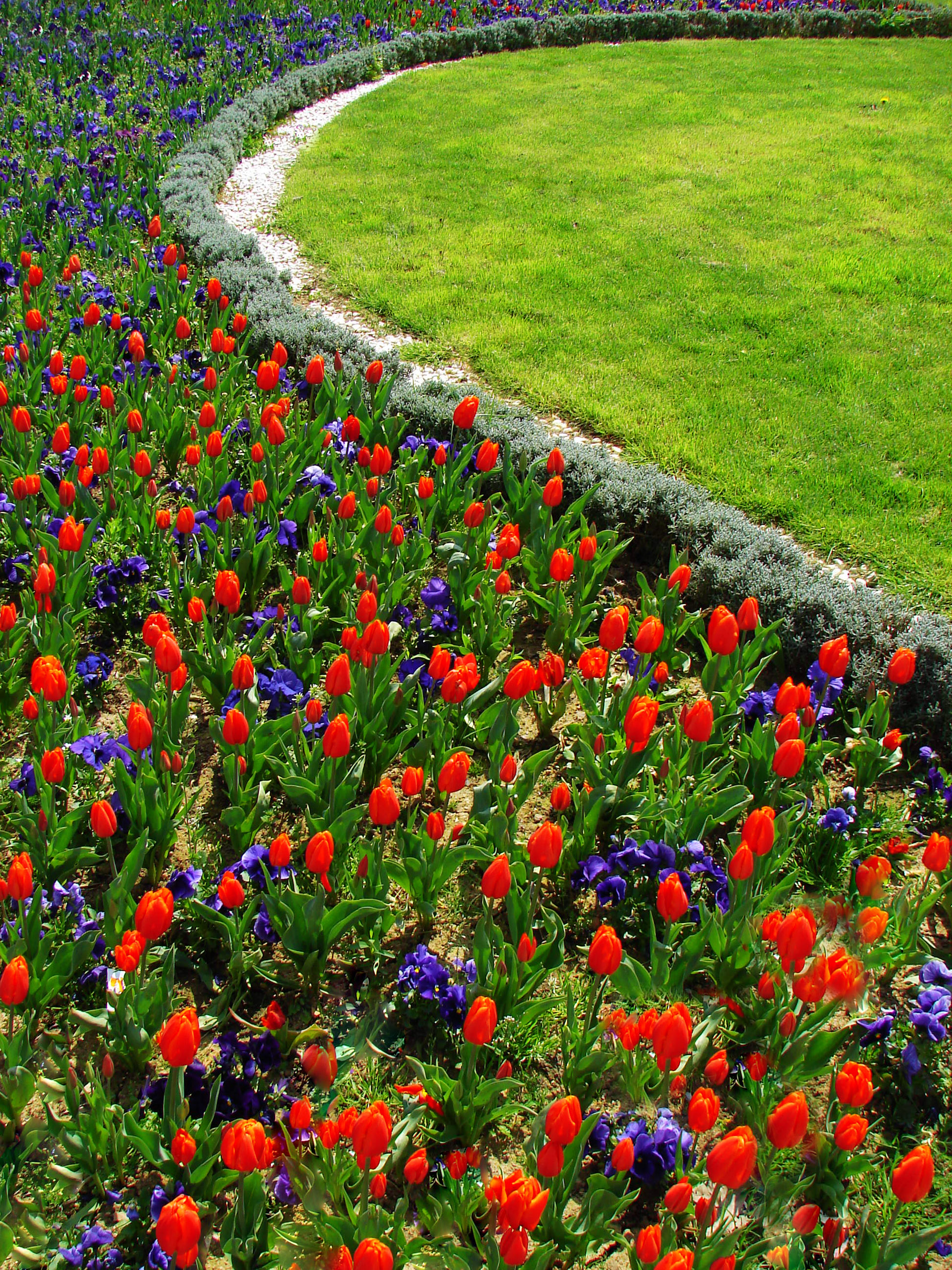 Tulips 09148