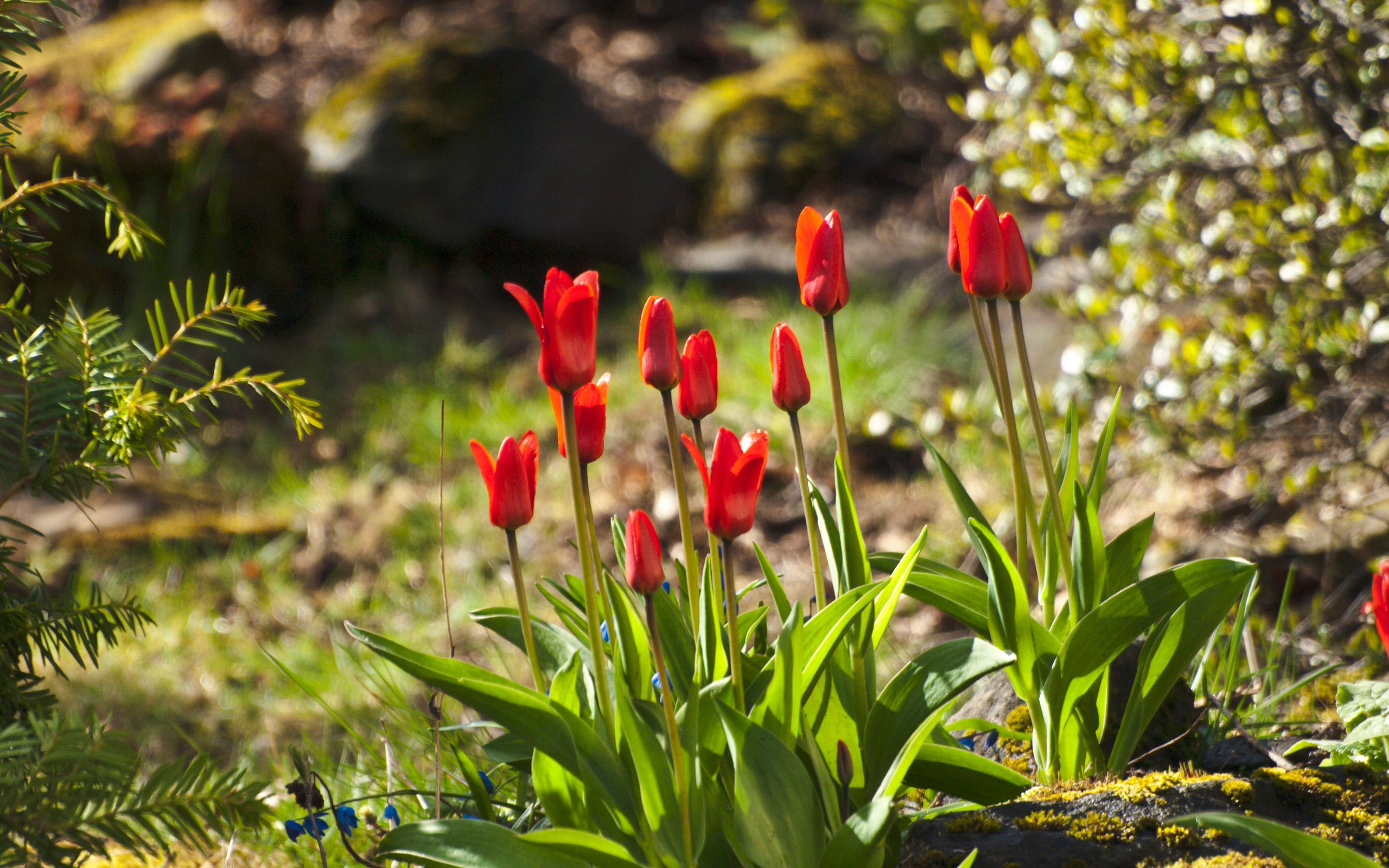 Tulips (3497095759)
