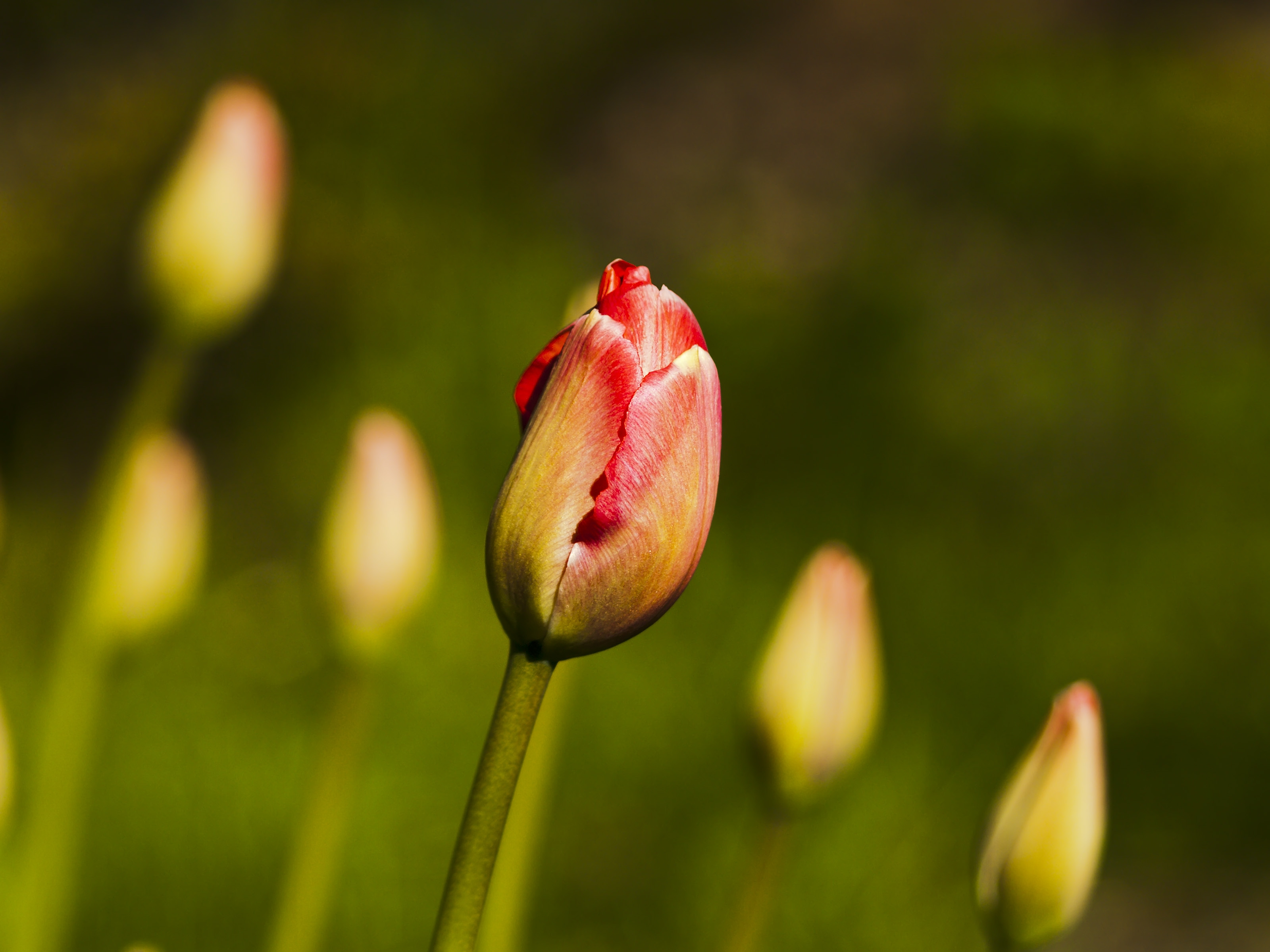 Tulips (7239548396)