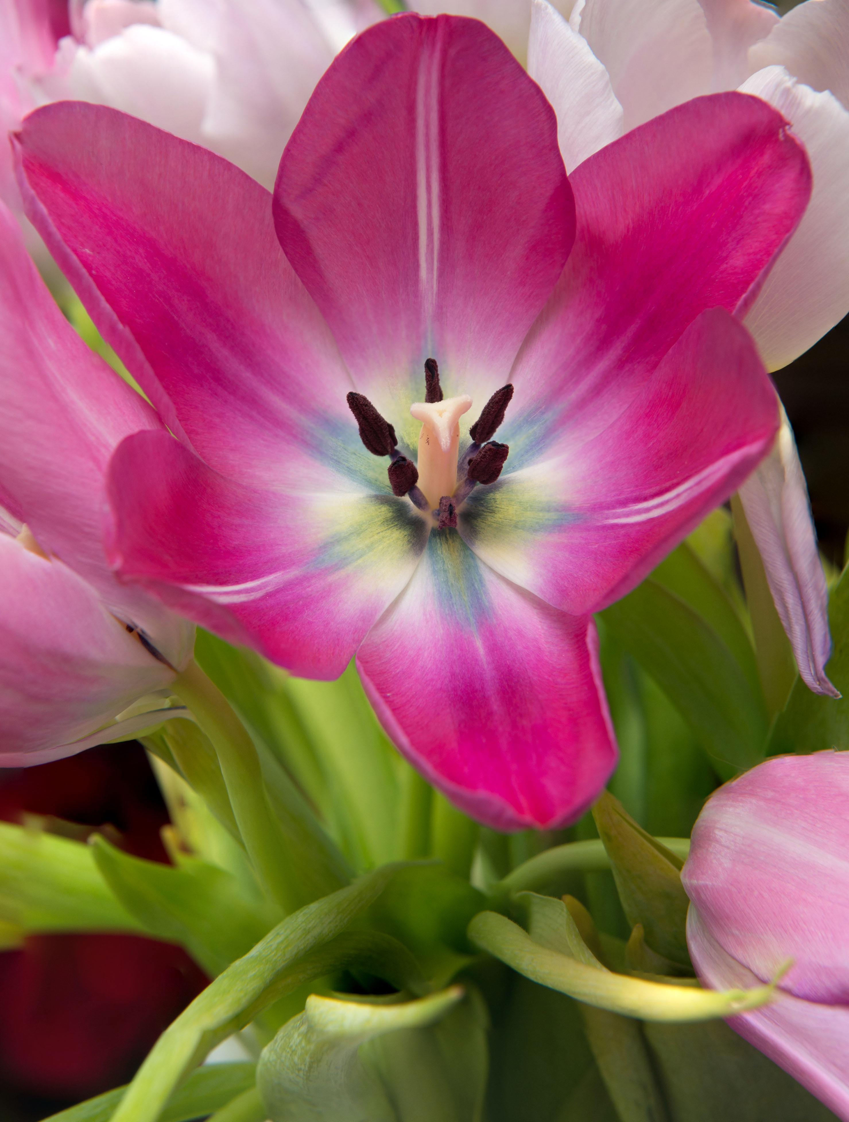 Tulips (8555123355)