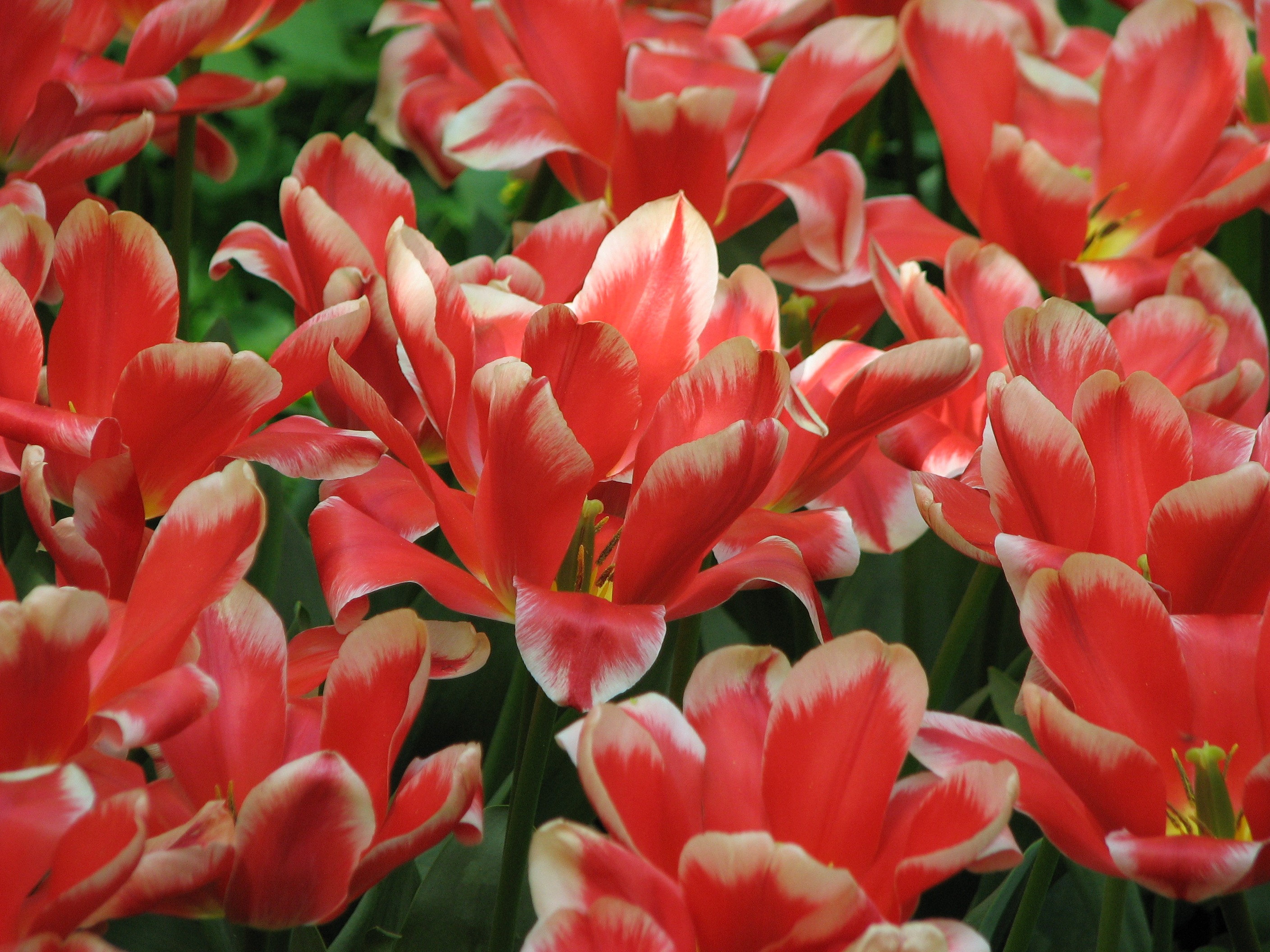 Tulips in the Aptekarsky Ogorod 14