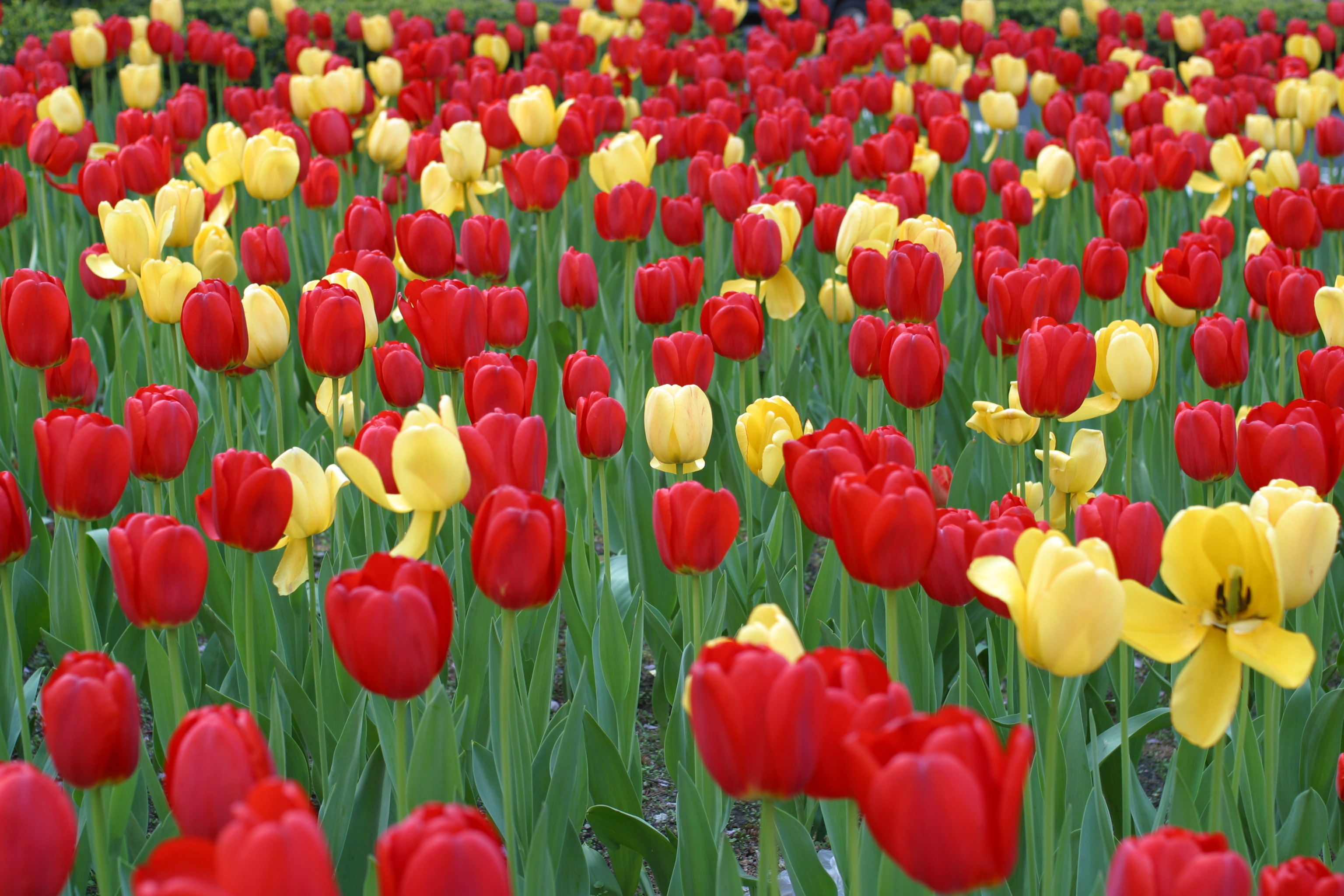 Tulips On Park Ave