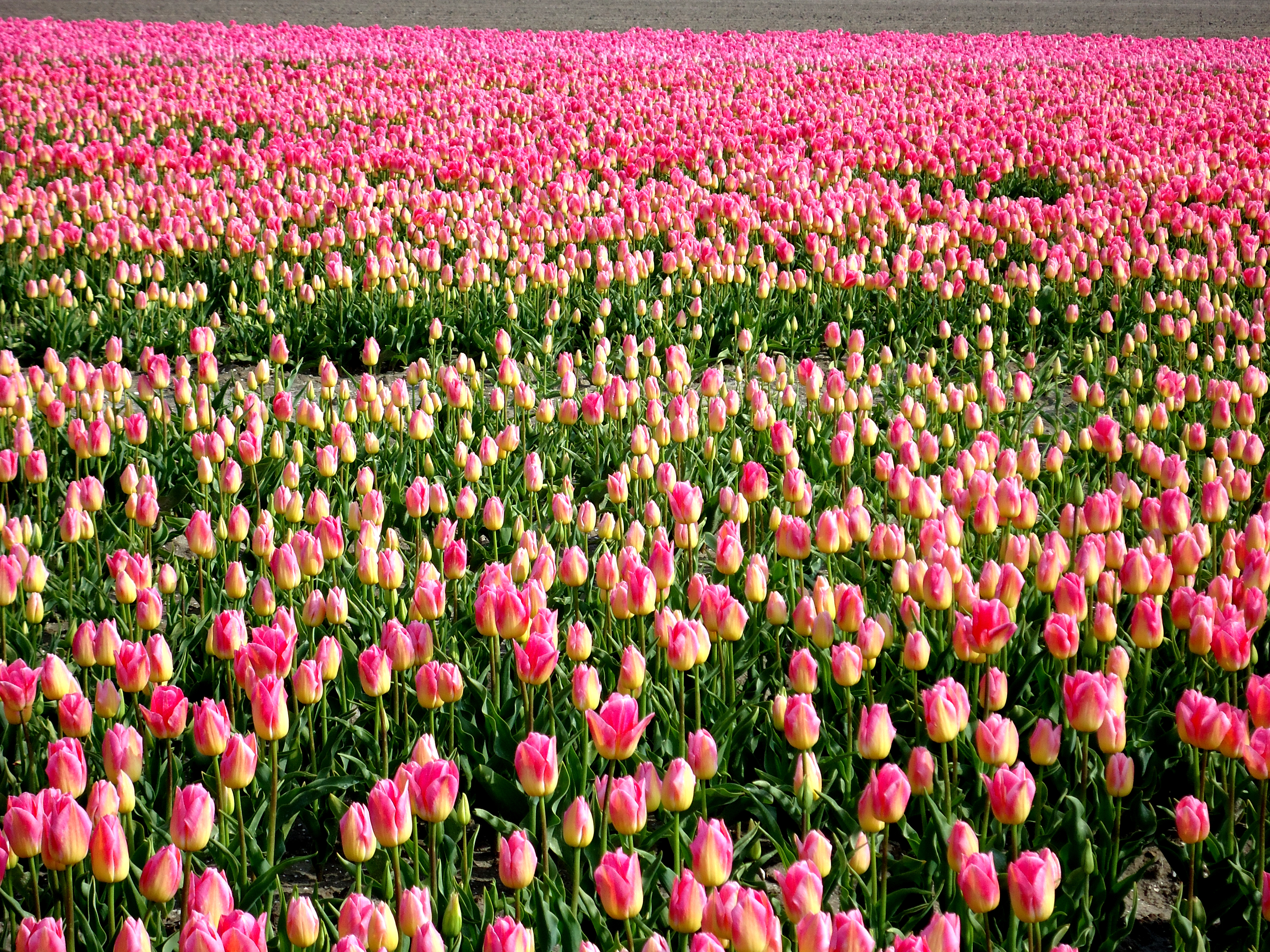 Tulpenroute 2012-047