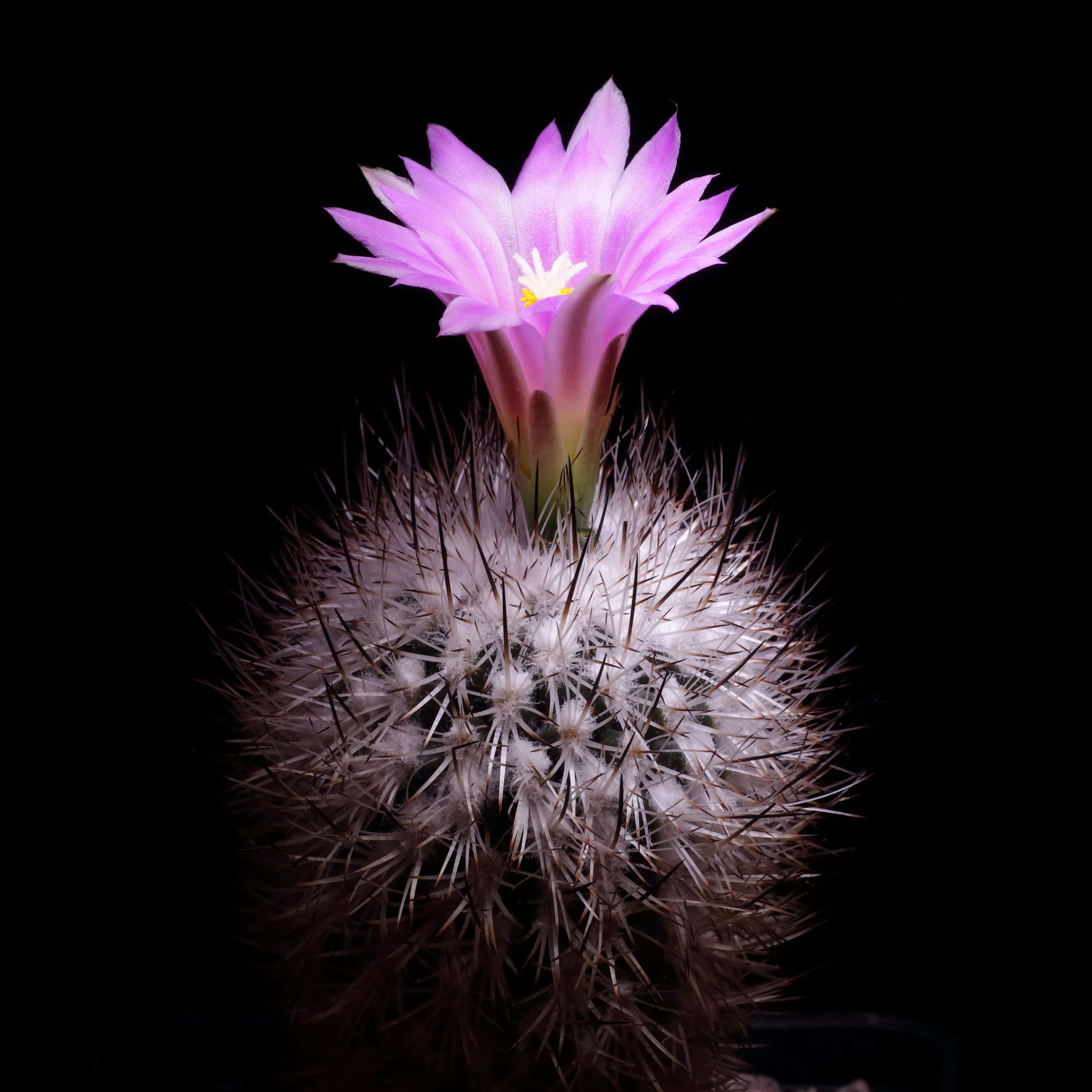 Turbinicarpus beguinii-IMG 1068