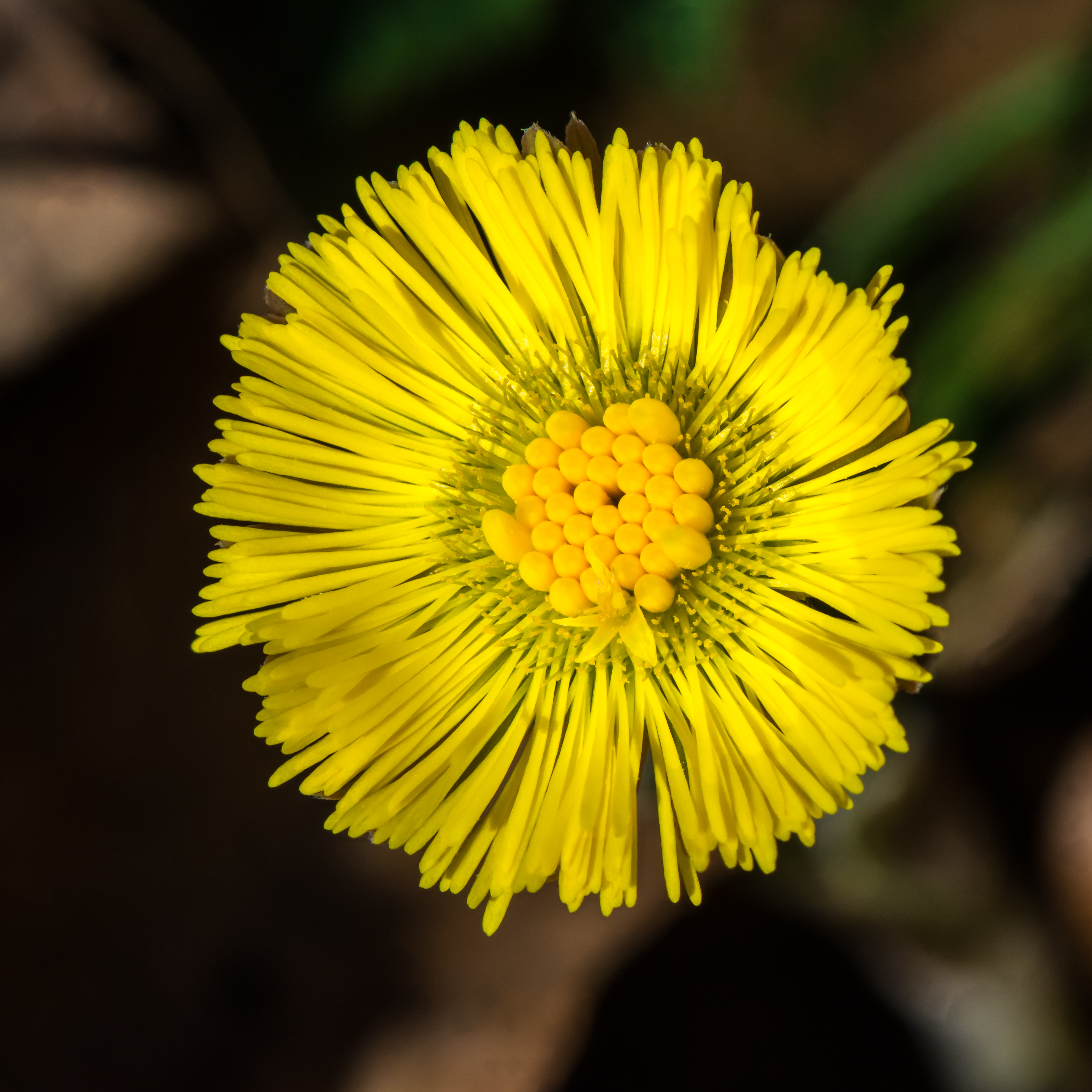 Tussilago farfara 20180402 02