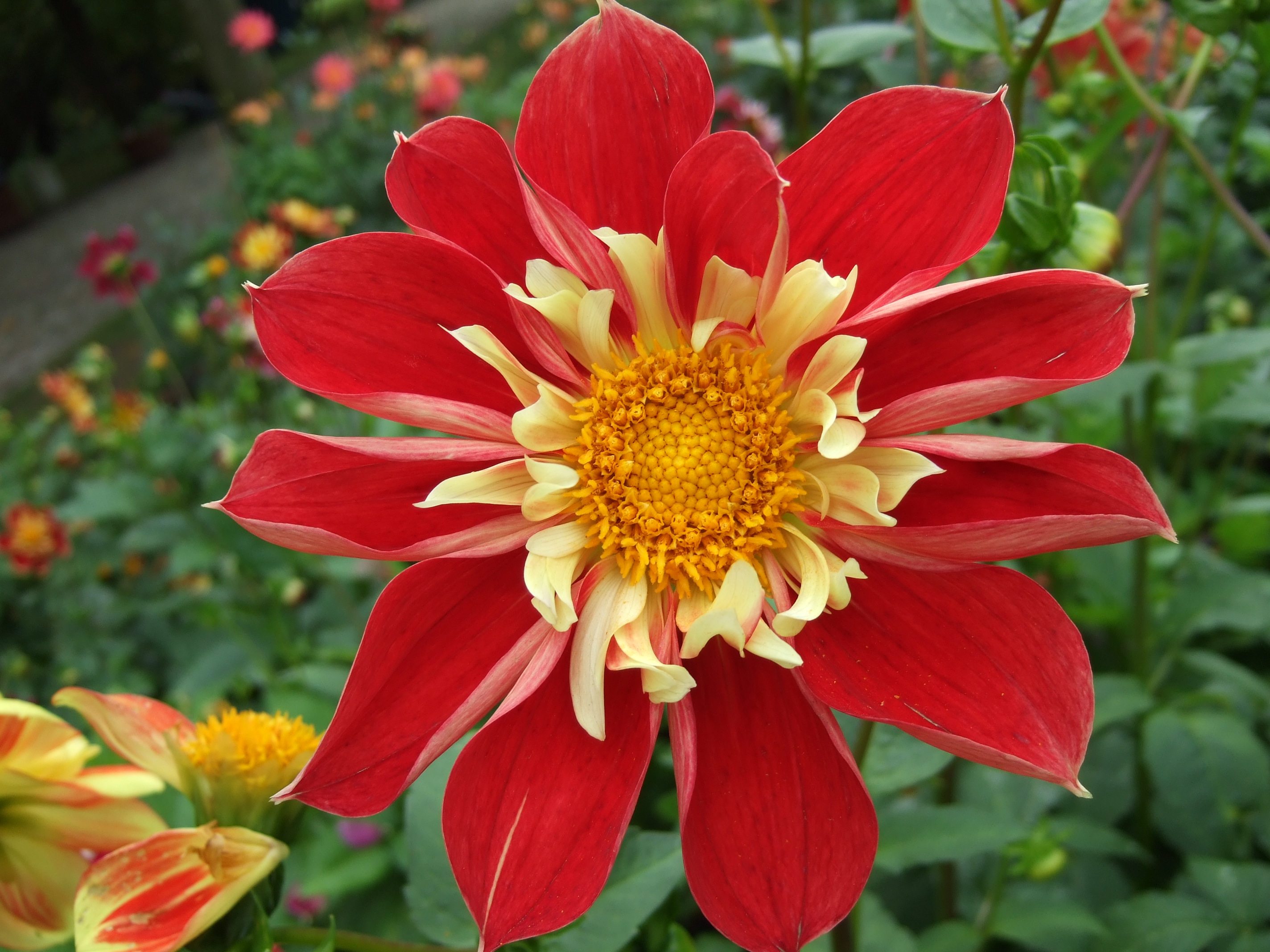 Unidentified Dahlia 2007 10010341