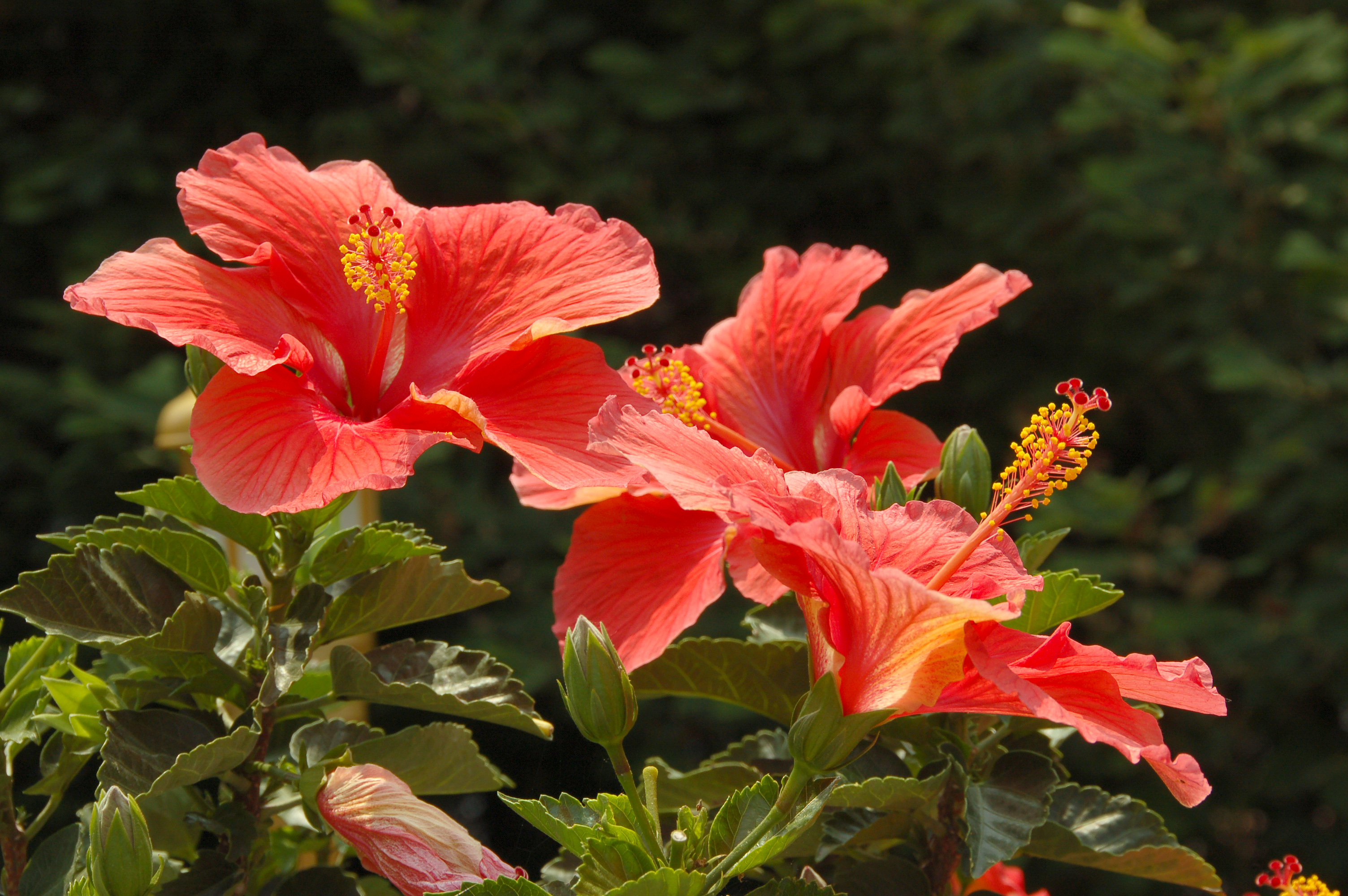 Unidentified Hibiscus Flower 3008px