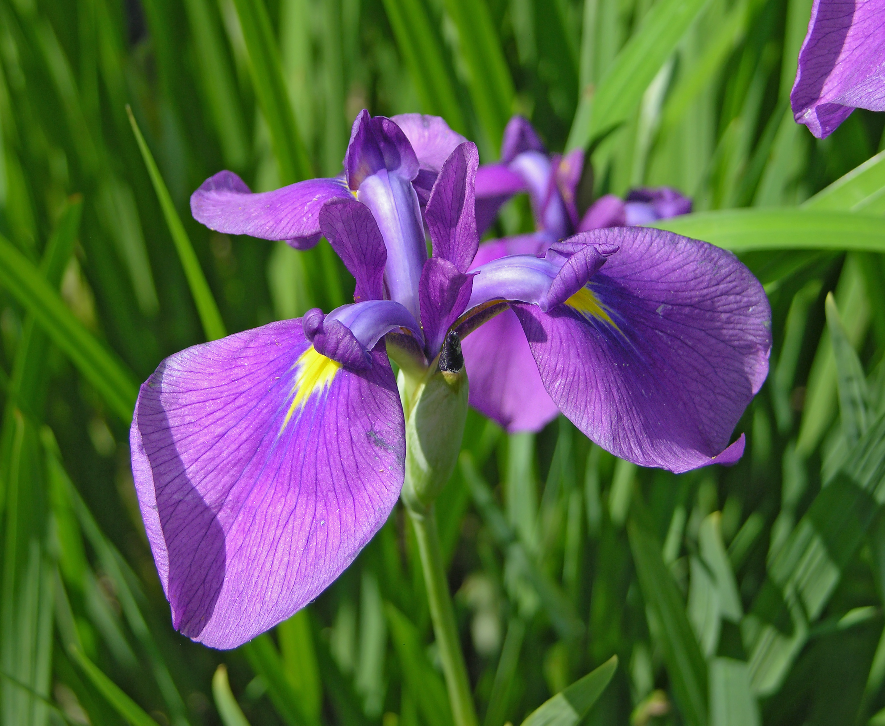 Unidentified Iris Chanticleer Purple 2868px