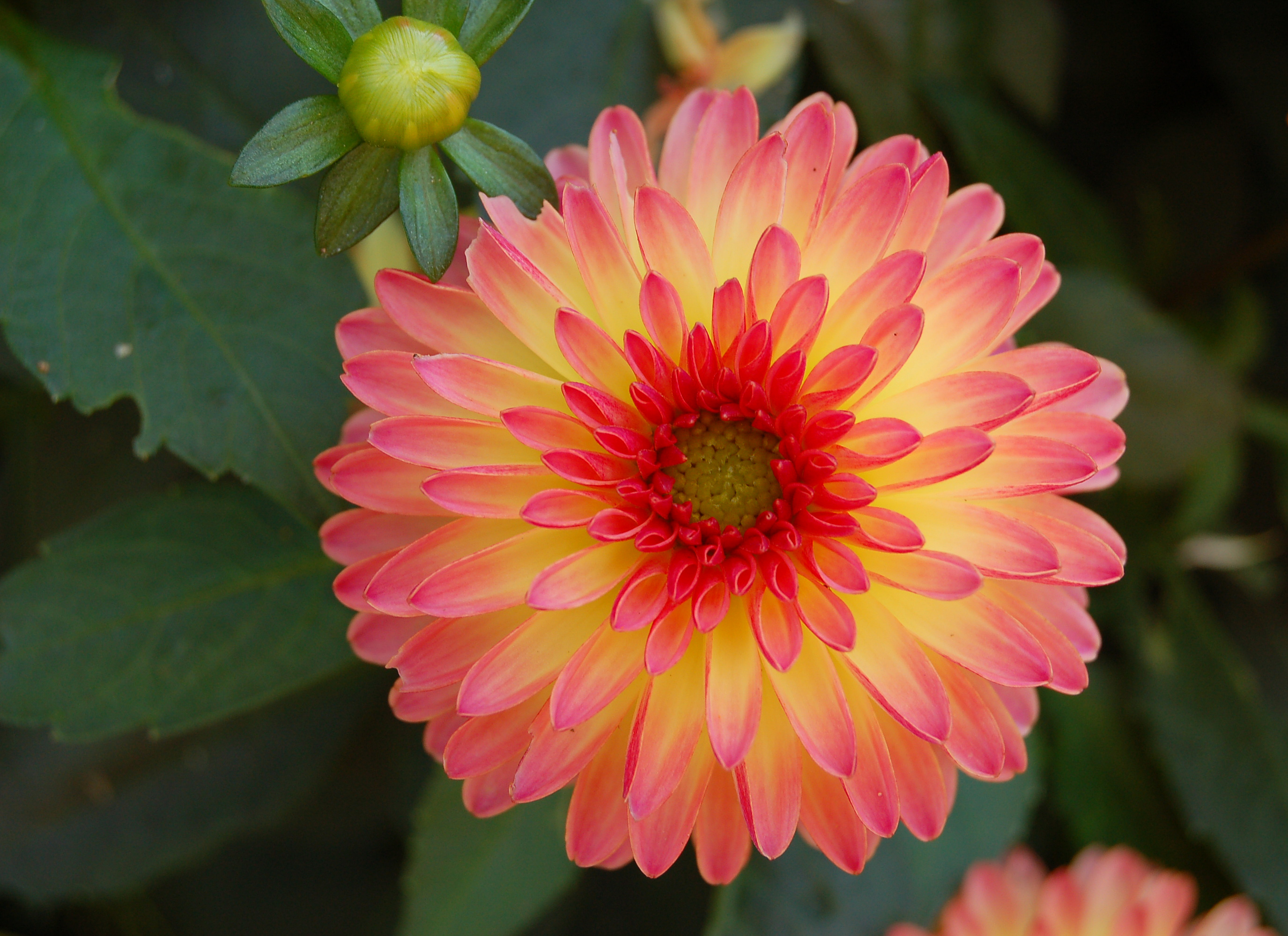 Unidentified Pink Dahlia 2750px