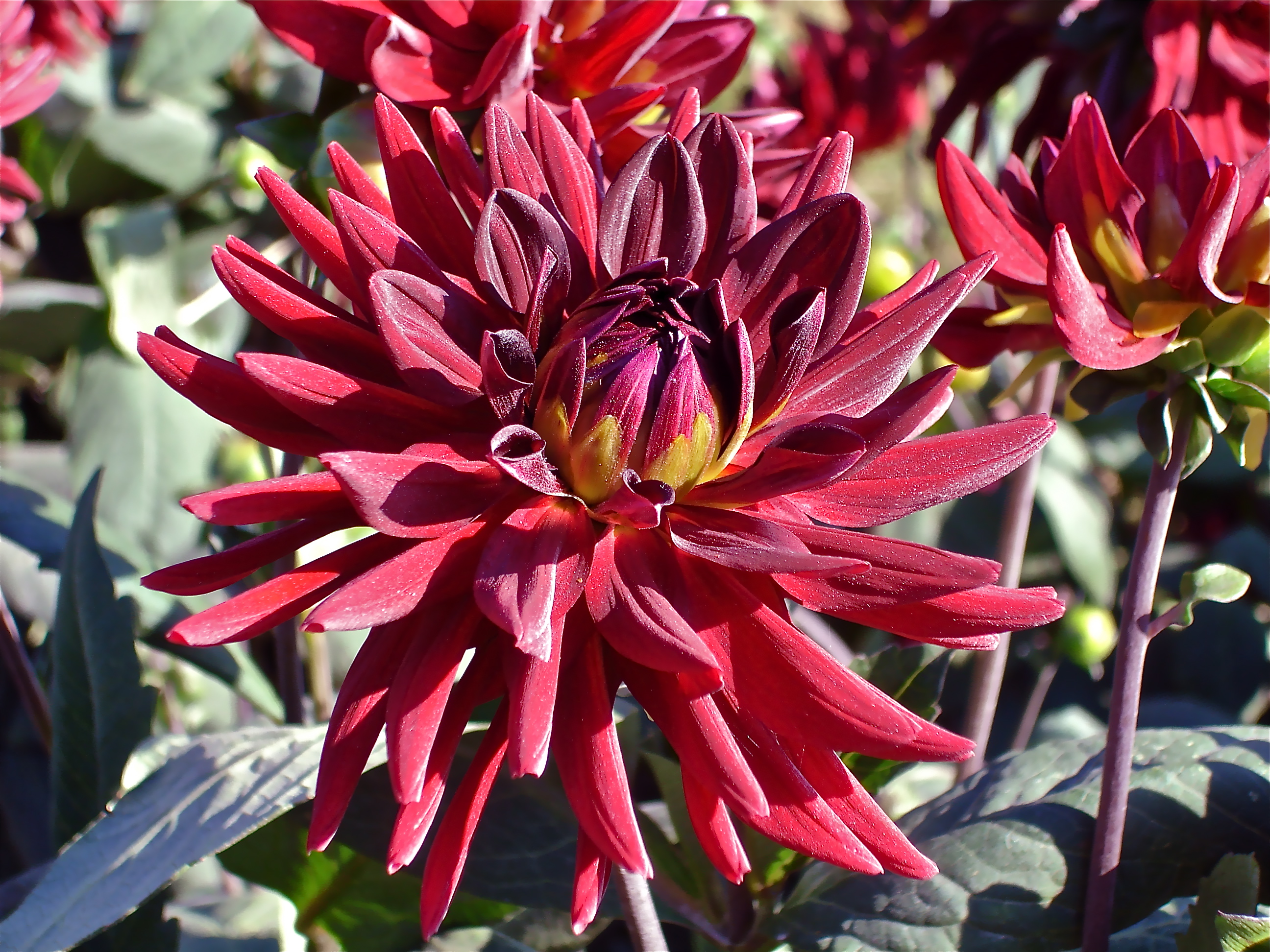 Unidentified red dahlia