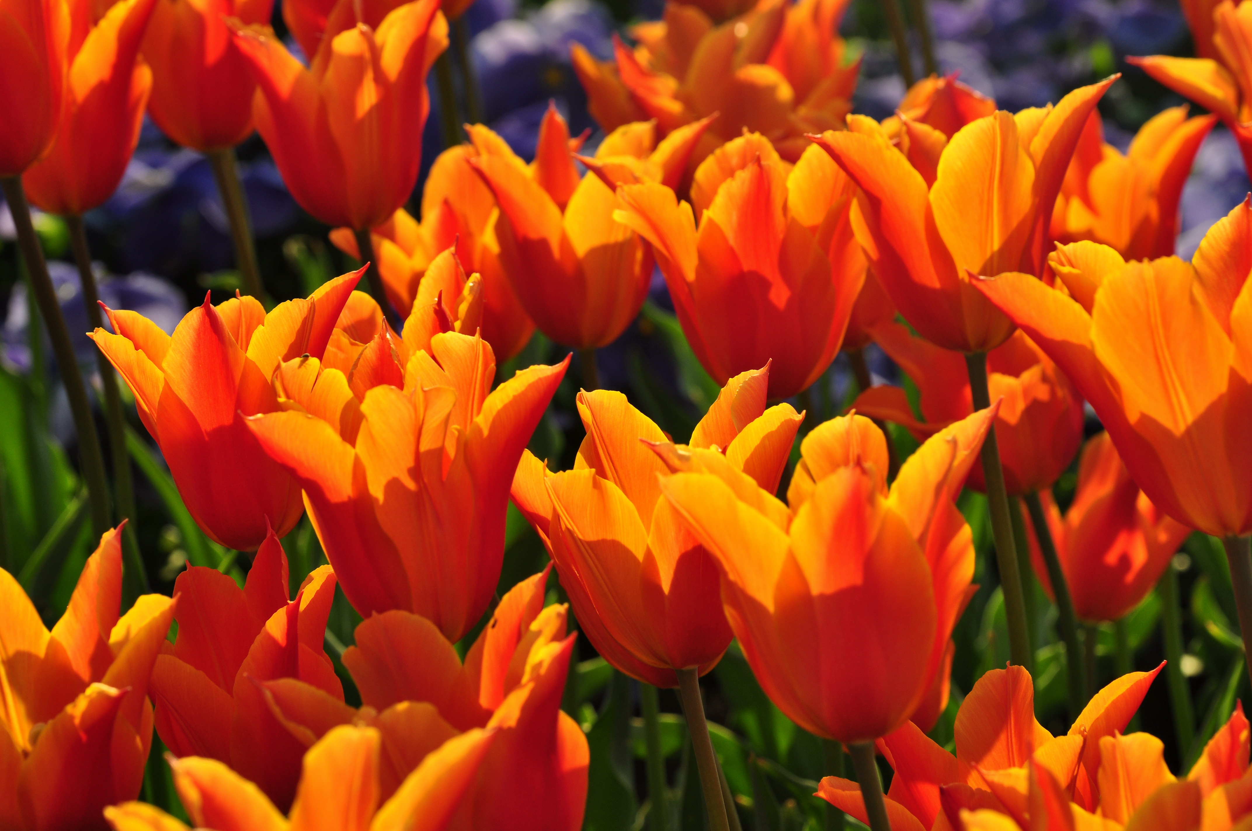 Utoquai Zürich 2011-04-20 18-44-28