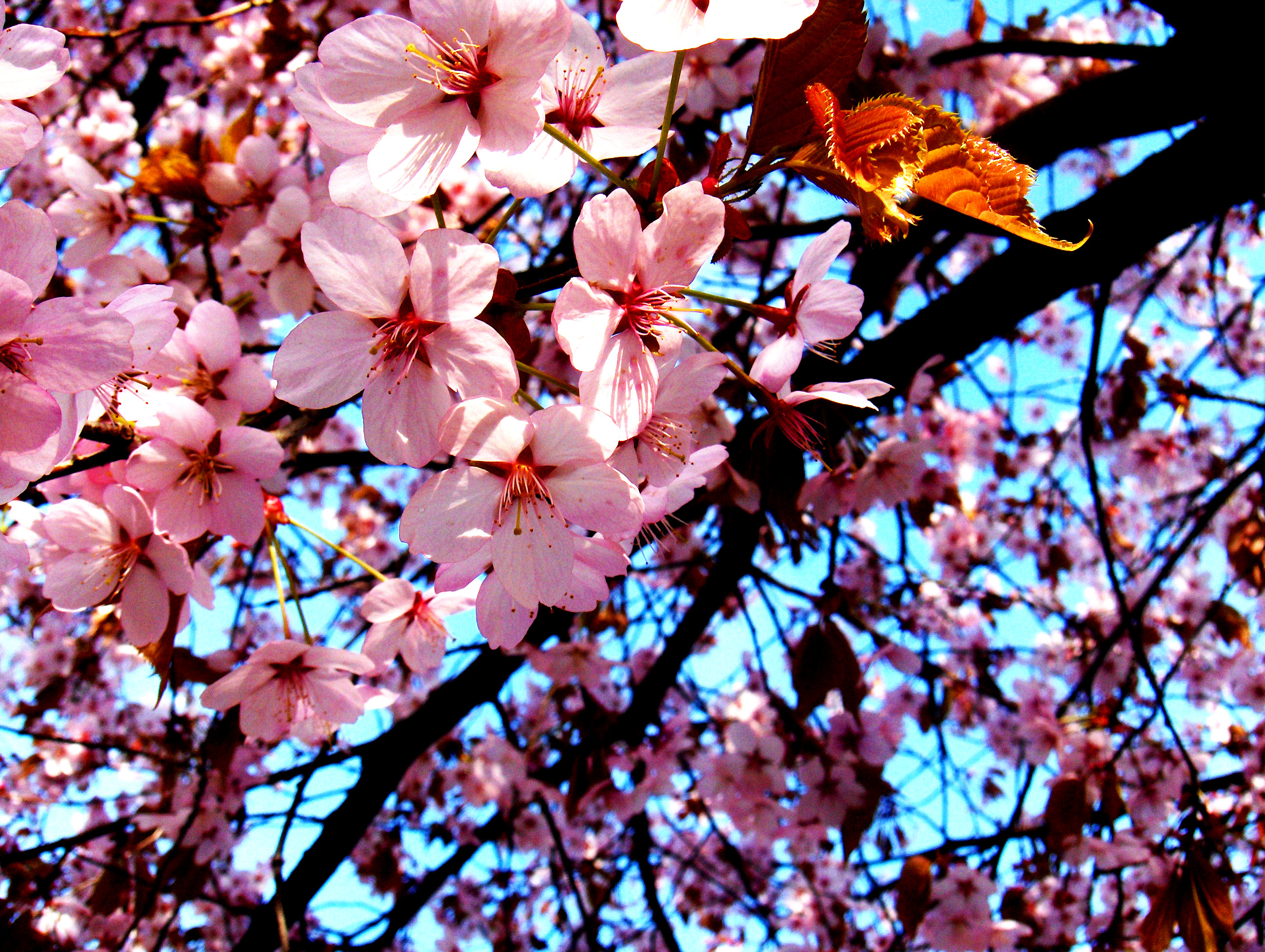 Vårblomster 