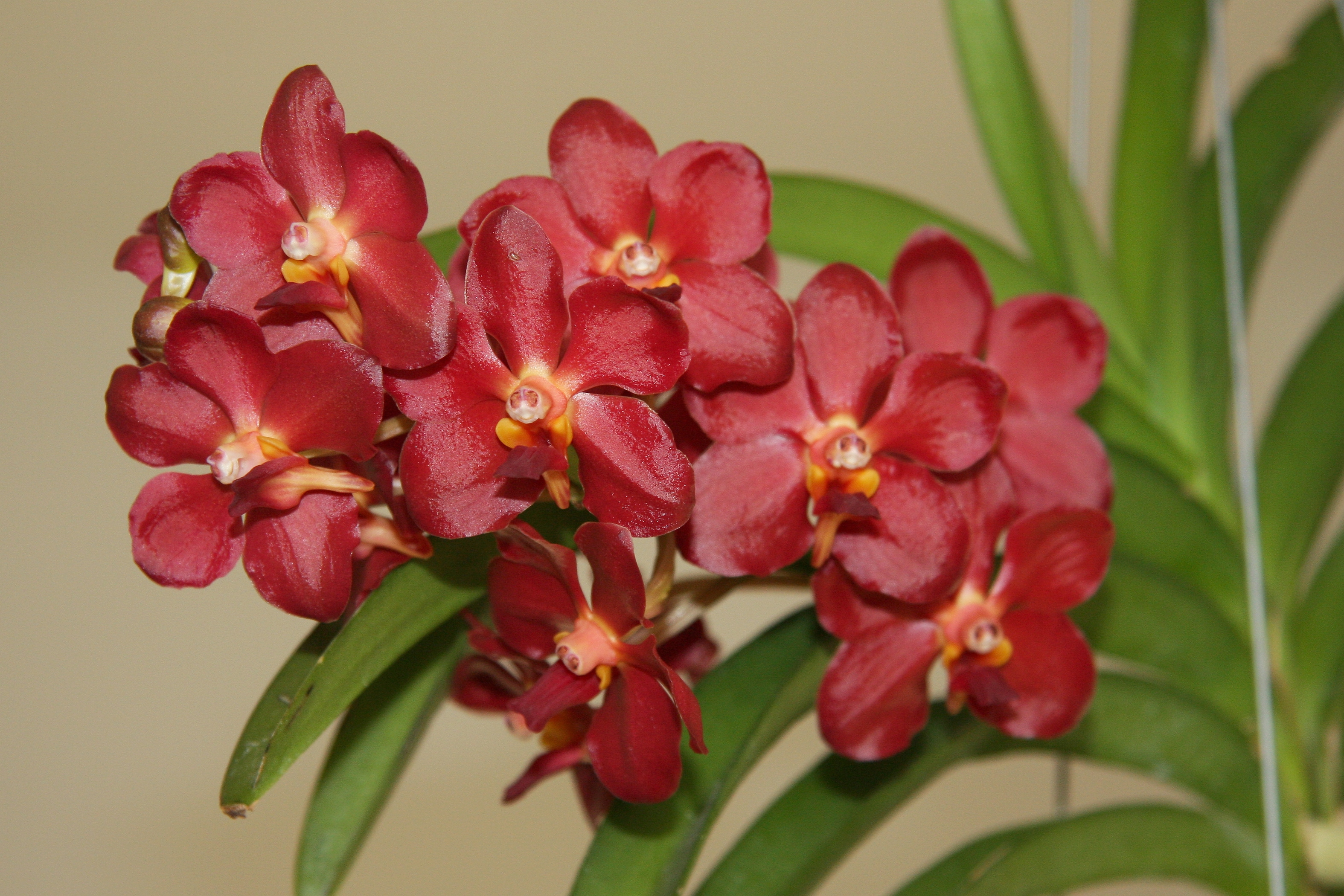 Vanda 