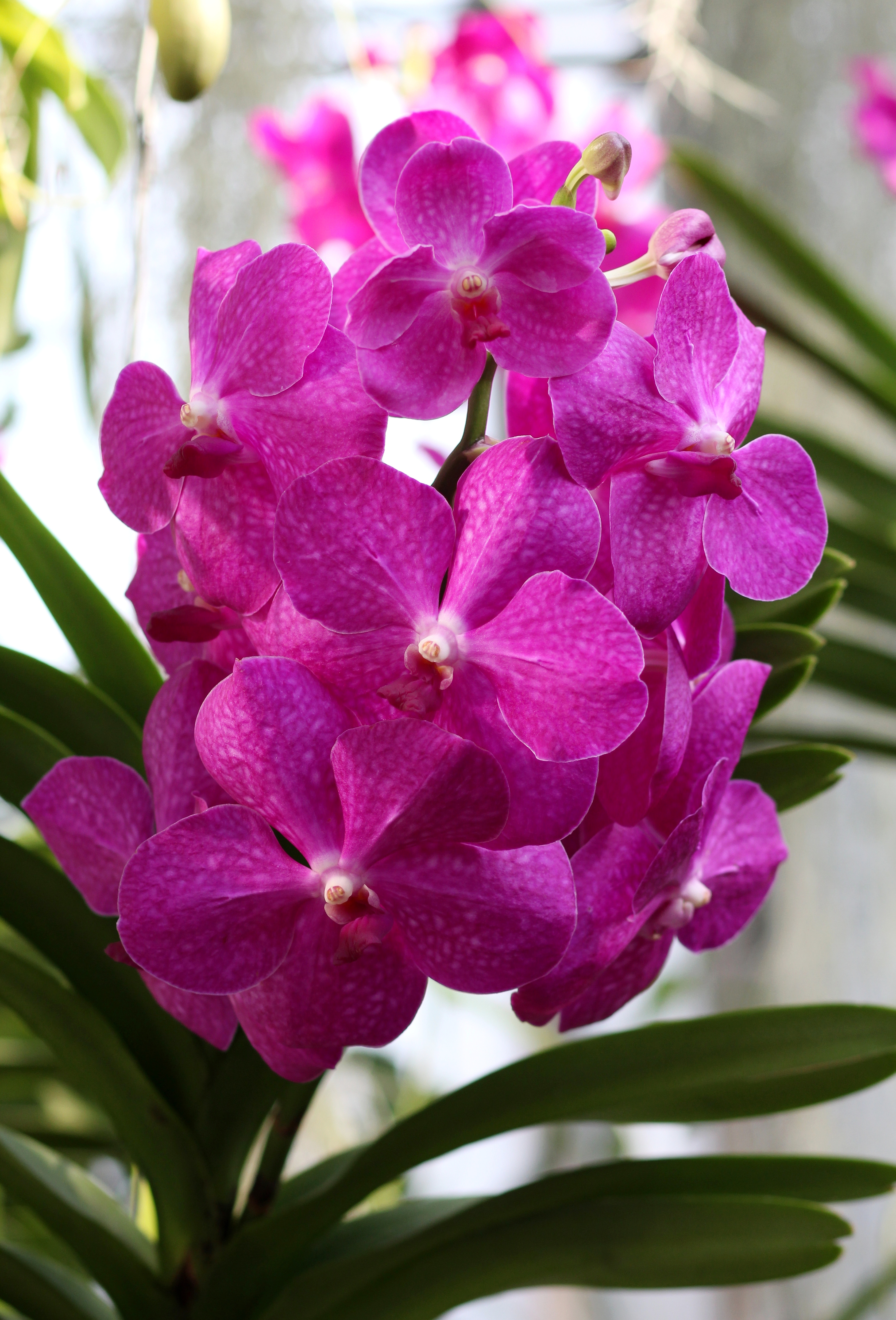 Vanda Hybride pink (12861891805)