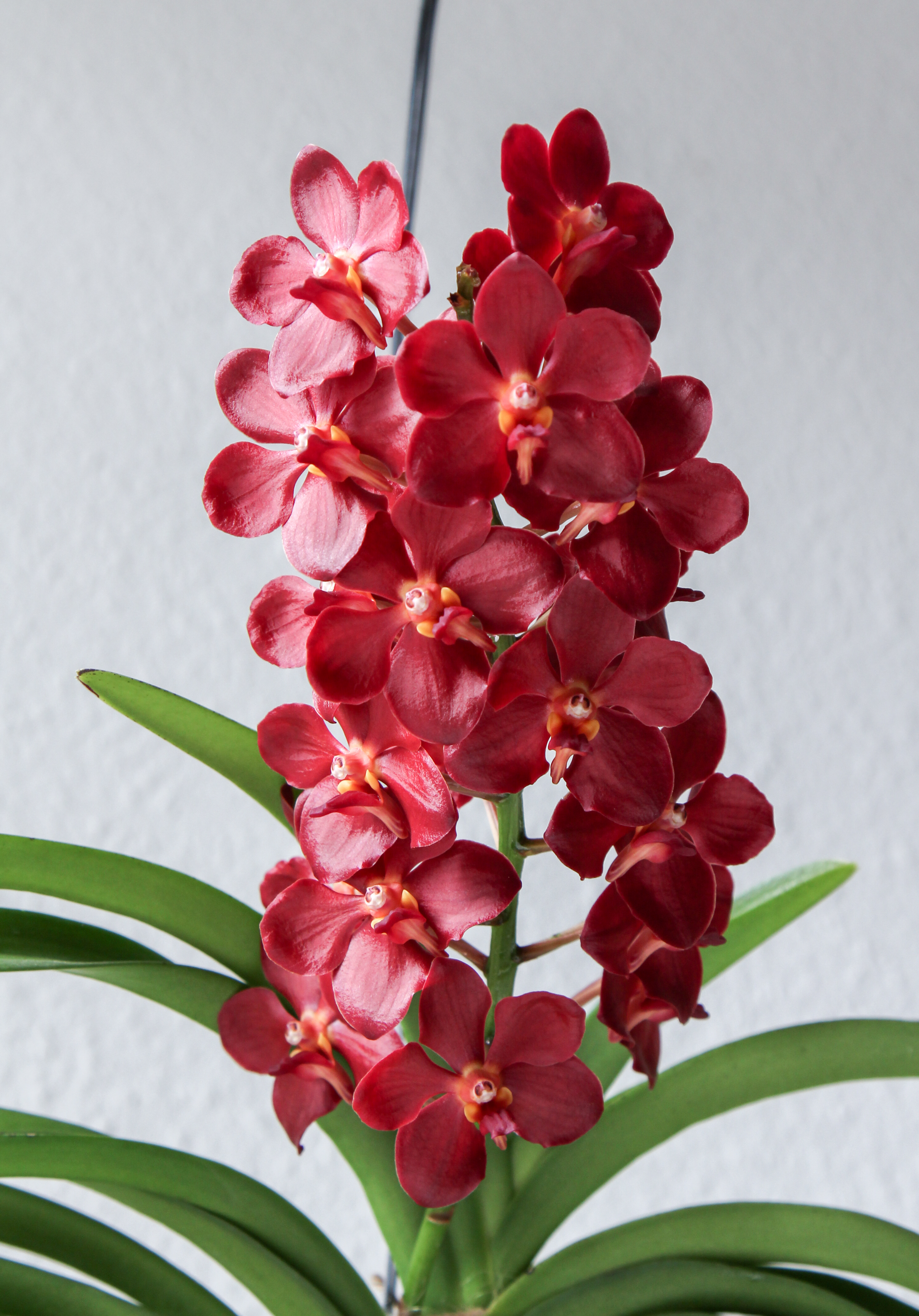 Vanda Wild Cherry (18174262463)